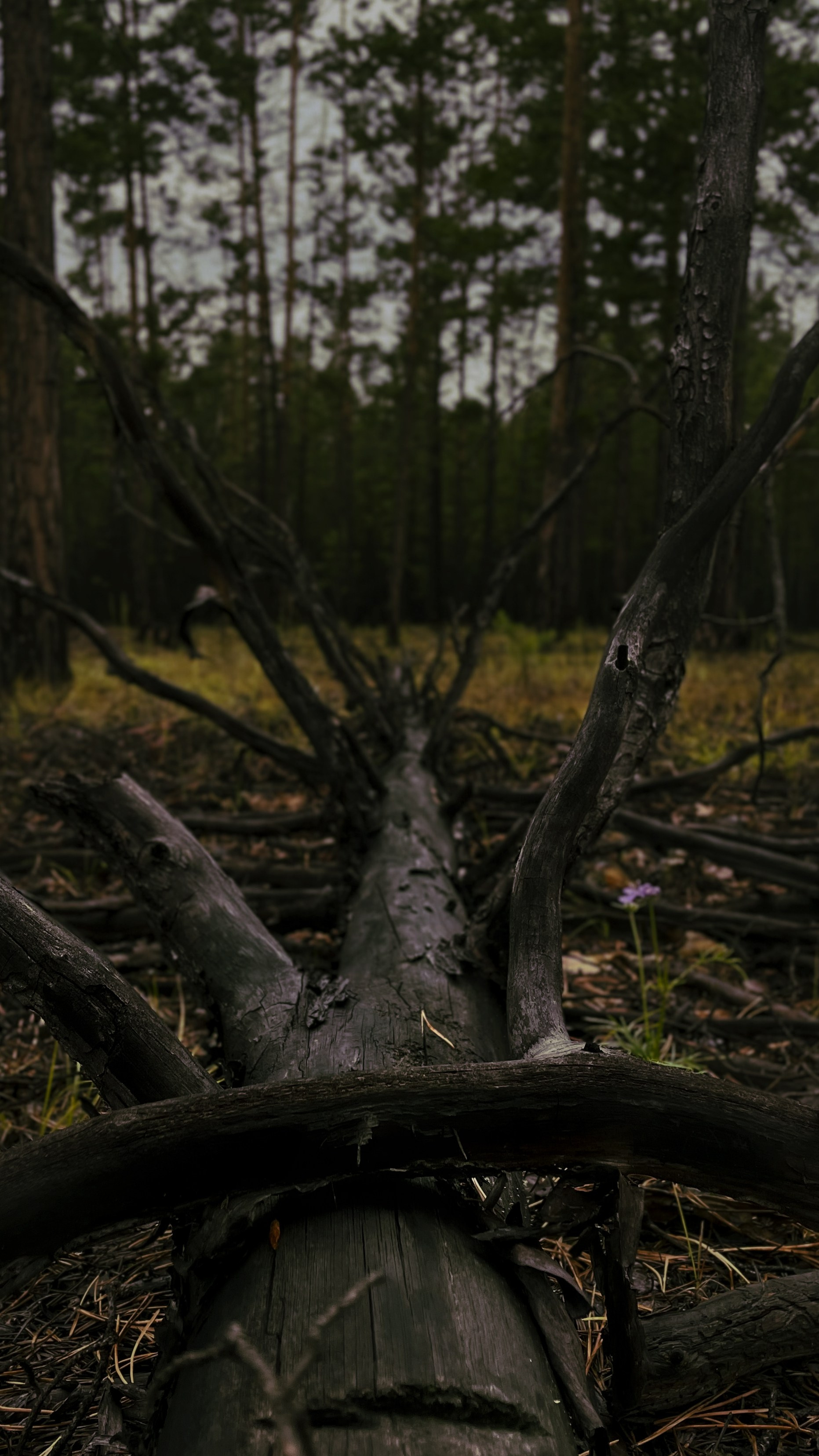 Прогулка. Профессиональная High-End Ретушь | Ретушер и предметный фотограф Алла Белова