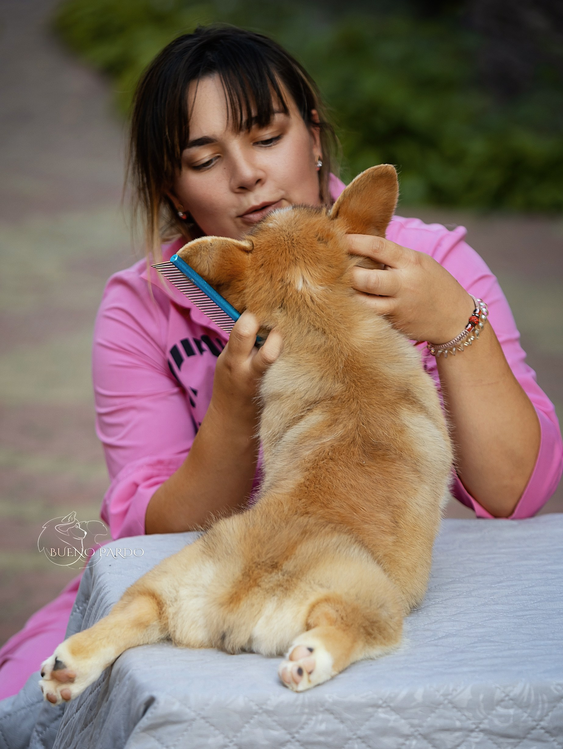 Щенки вельш корги пемброк из питомника. Питомник собак Акита, Хаски, Корги