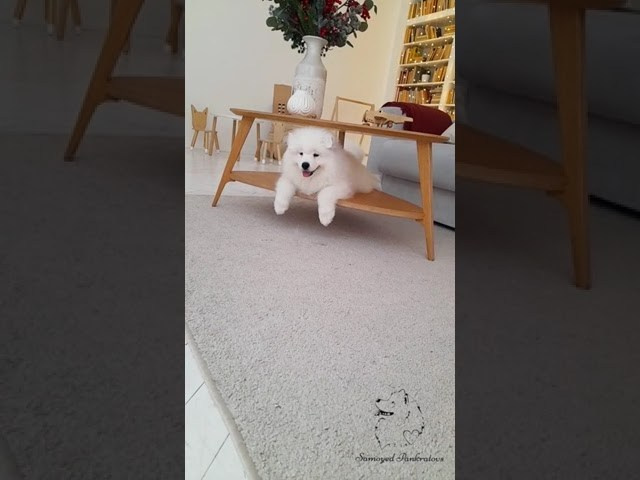 Помет «Р» 04.10.2023 д. р. Самоед Новосибирск