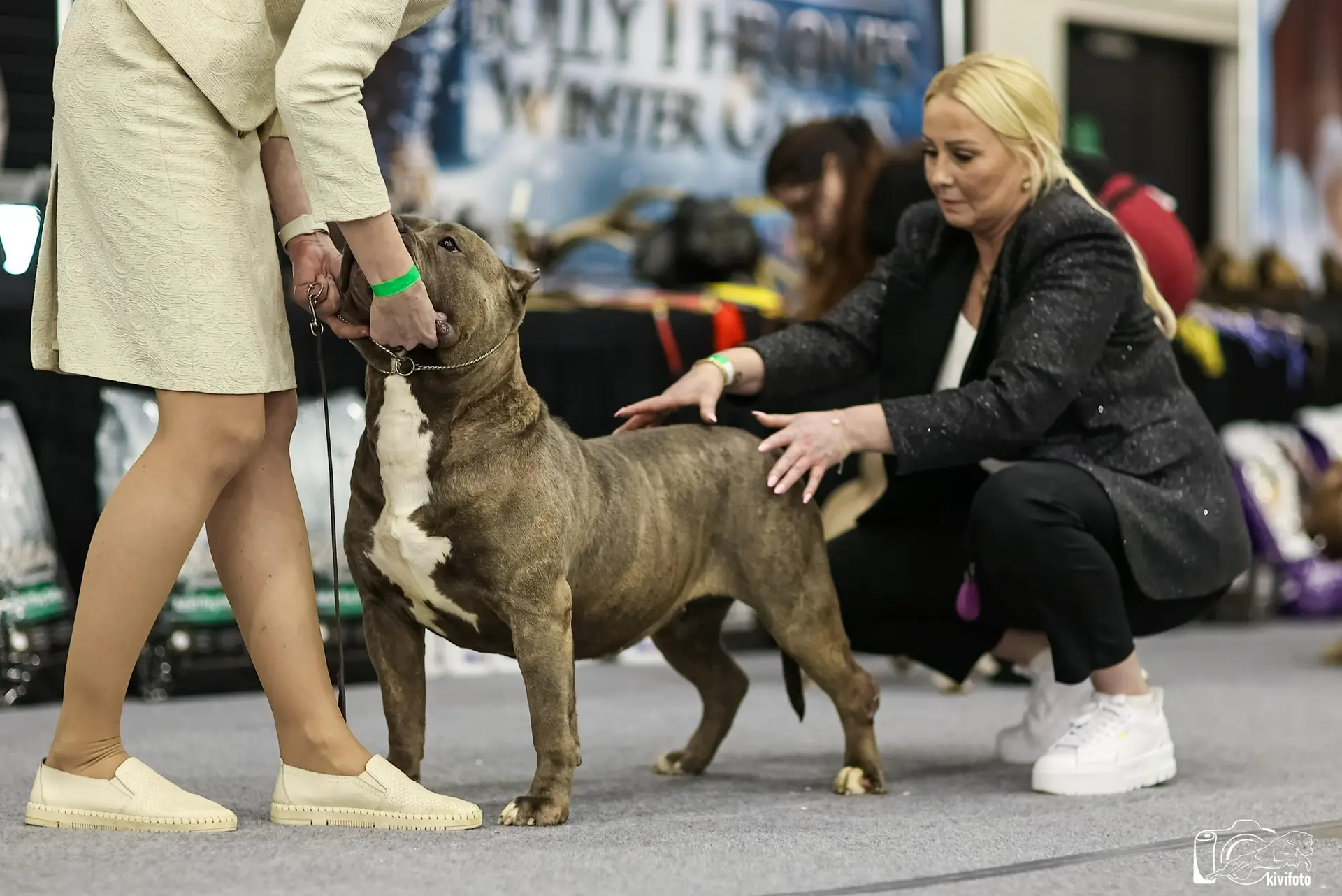 Участие в выставках. Американские булли XL в г. Калининград. Питомник Great Bully UNIVERSE