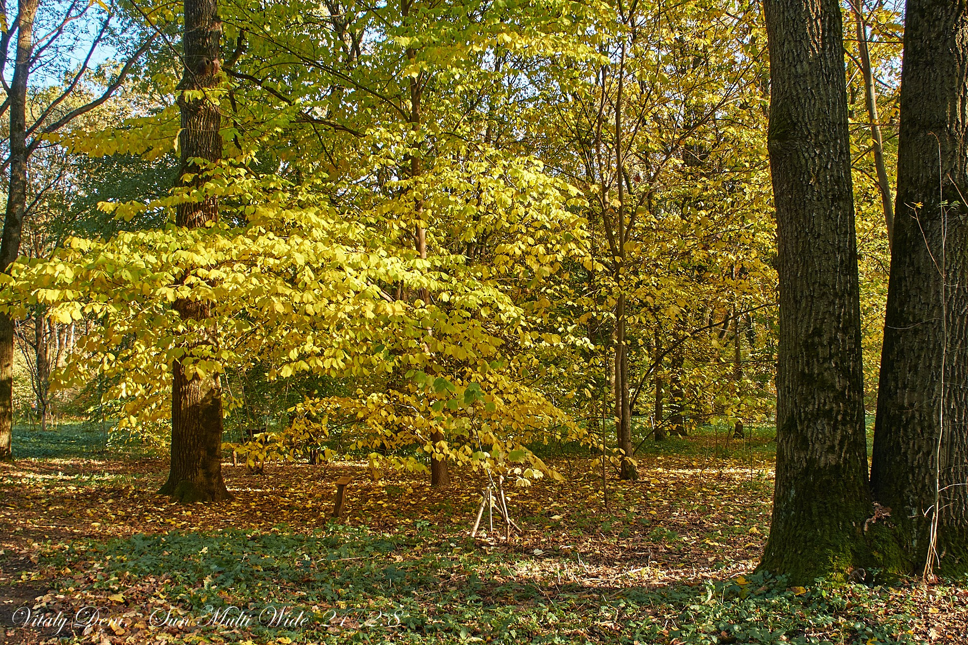 Осенний лист