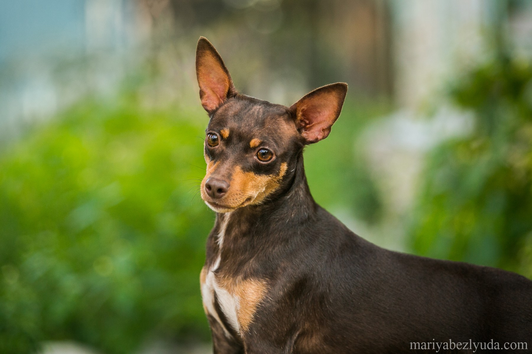 Фотосессии собак, анималистика, фотограф-анималист, анималист. Семейный и детский фотограф в Москве Мария Быкова