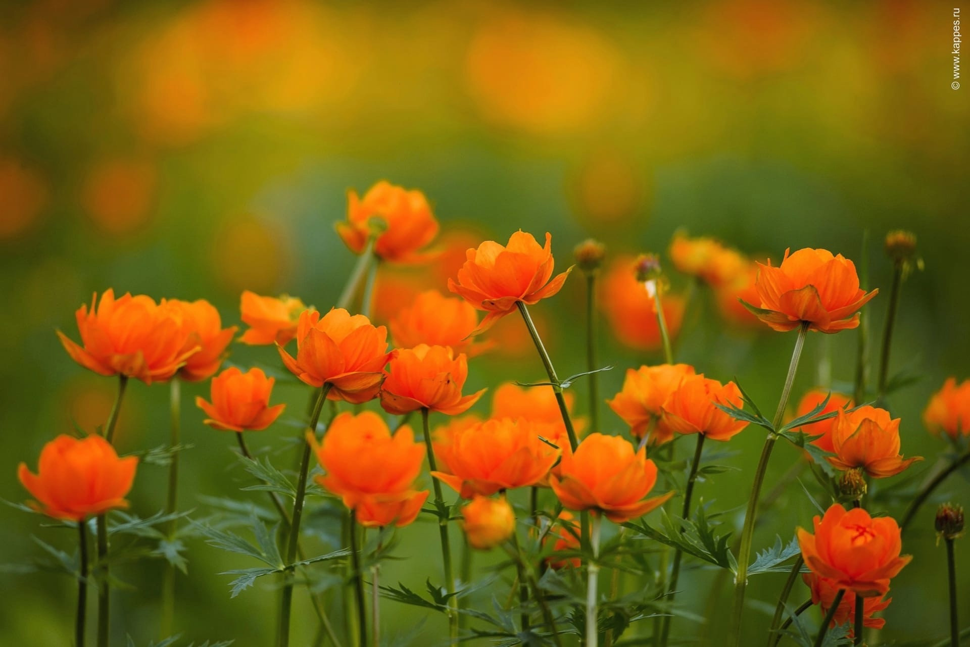 Пейзажный фотограф в Горном Алтае: съёмки природы и гор. Фотограф Опыт Качество Скорость Горный Алтай Барнаул