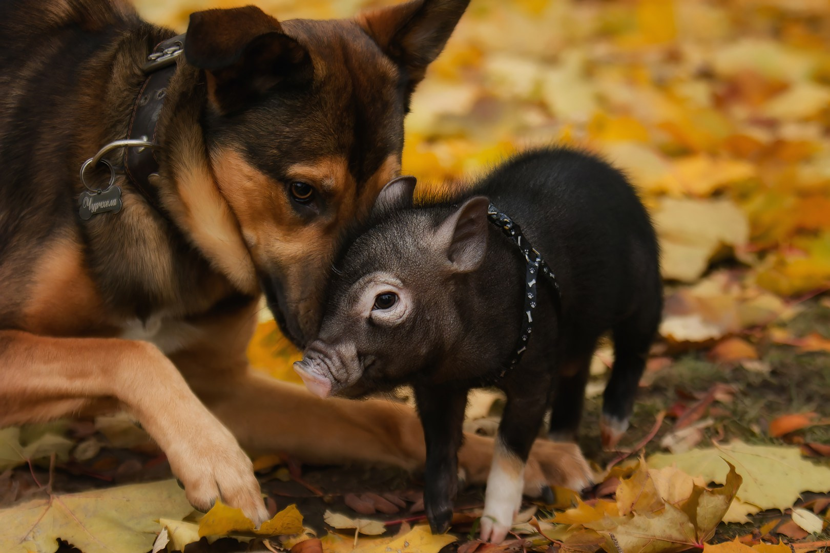 Отзывы. Фотограф-анималист Юлия Зубкова