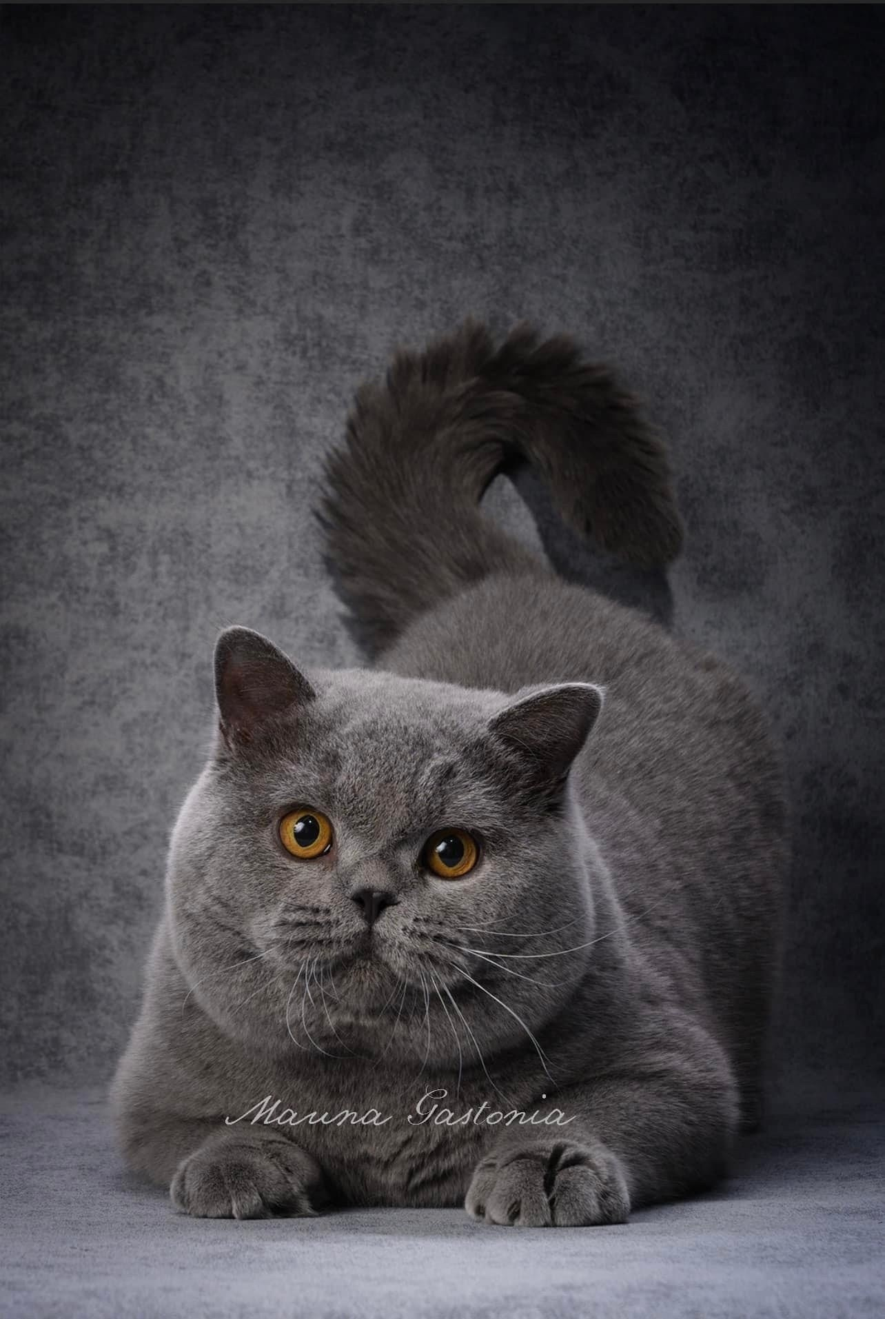 Вопросы и ответы. Mauna Gastonia