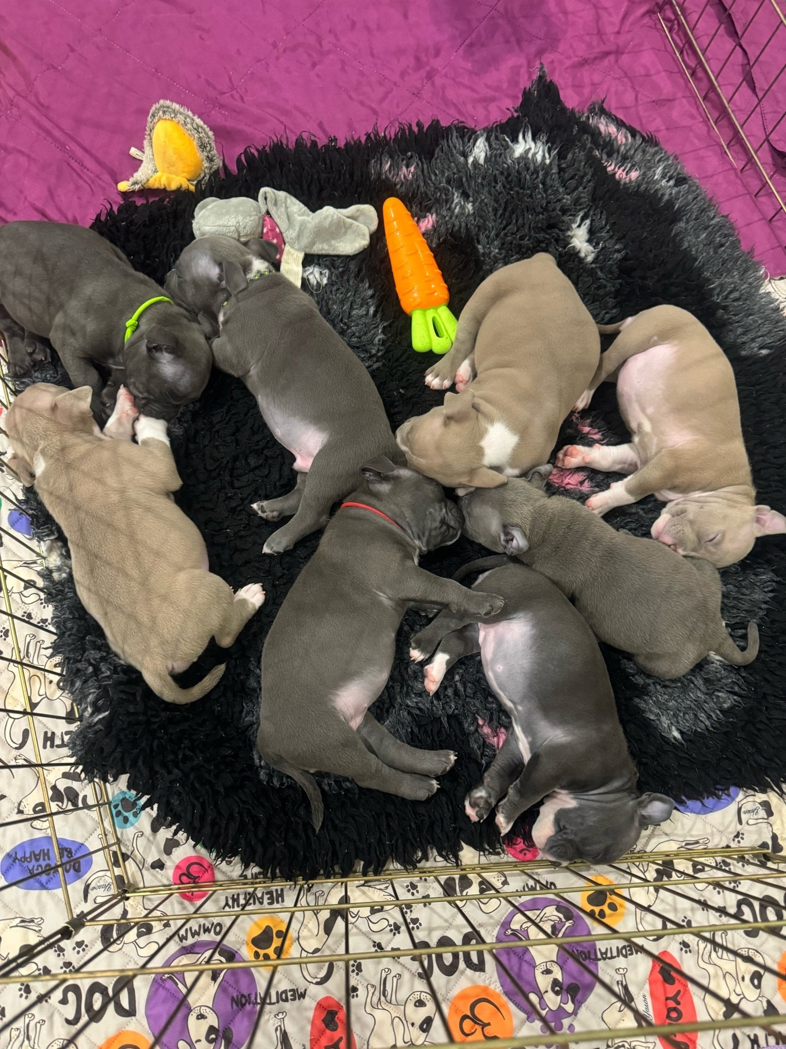 много маленьких булли с разным окрасом, маленькие щеночки булли 