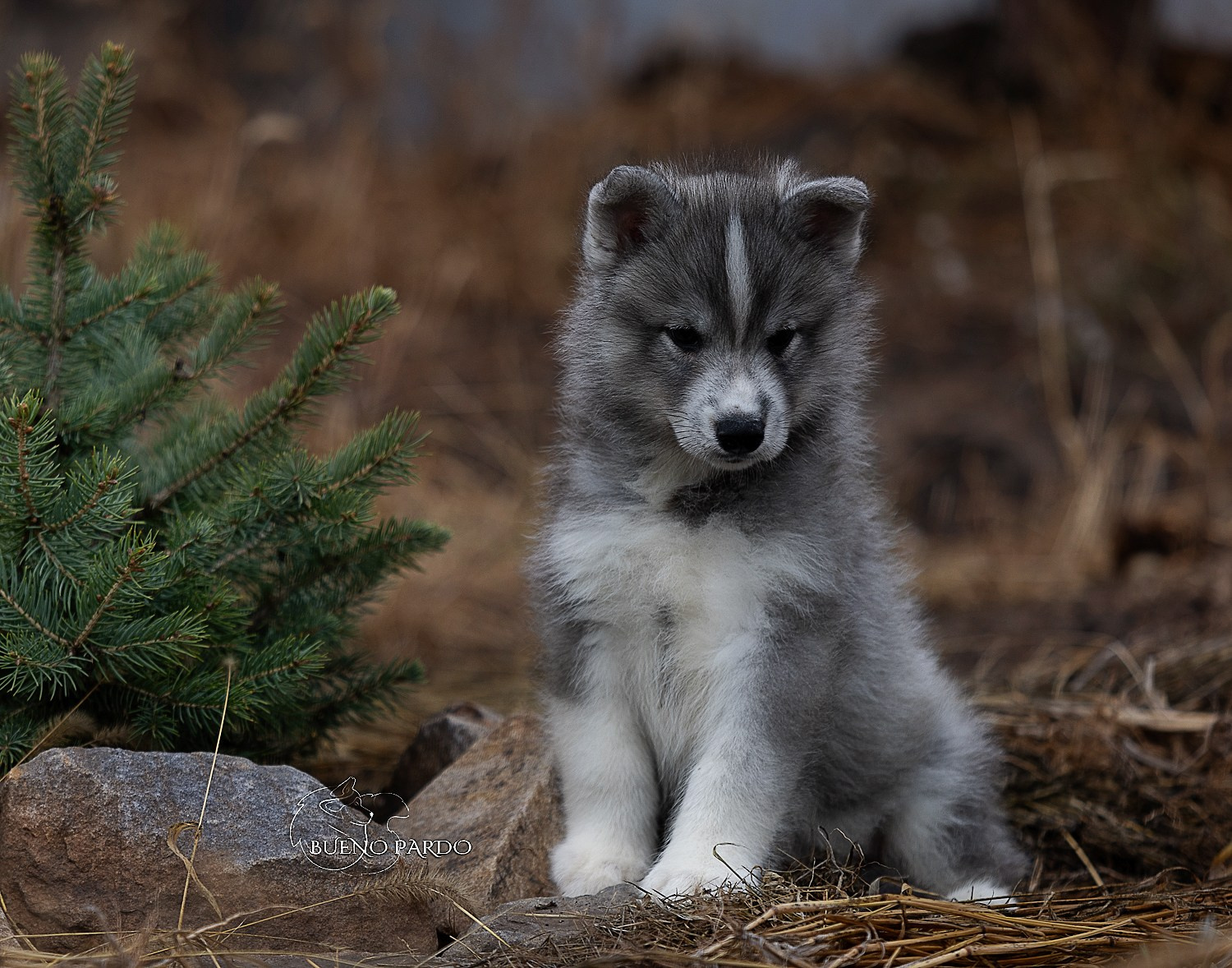 Щенки сибирского хаски из питомника. Питомник собак Акита, Хаски, Корги