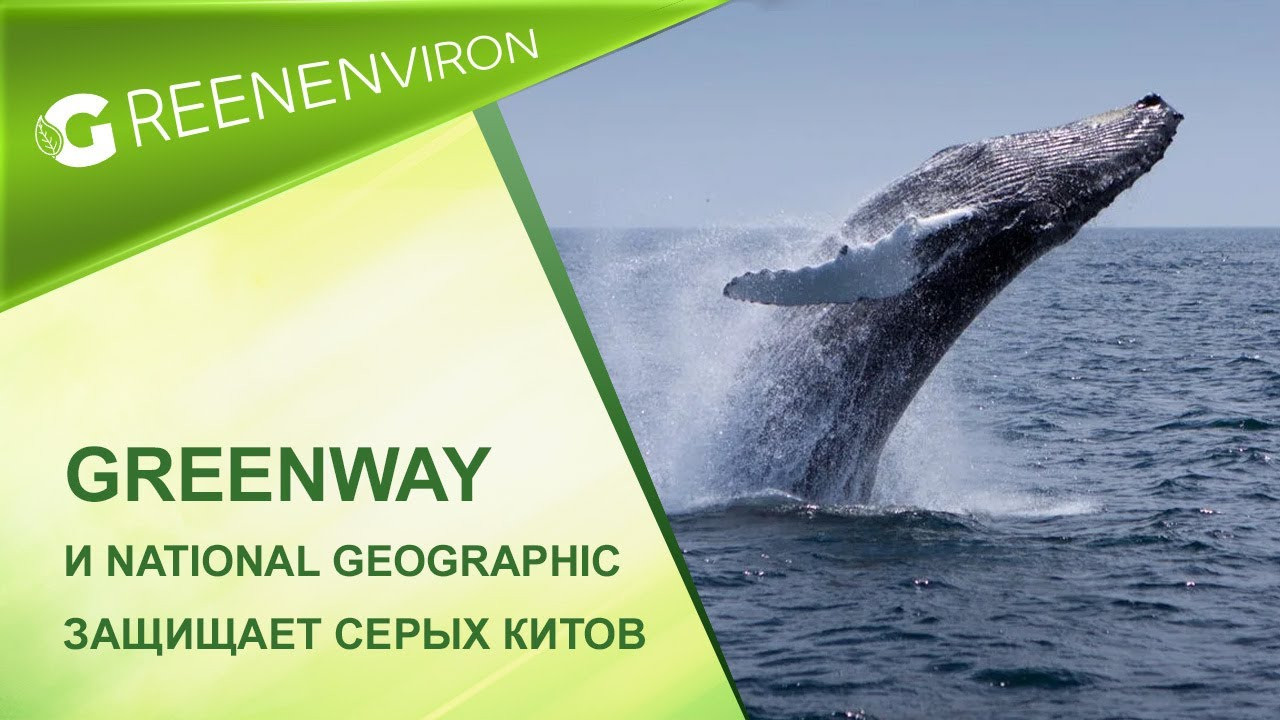 Лимитированная коллекция толстовок «Greenway — Grey Whale» - читать новость на сайте дистрибьютора