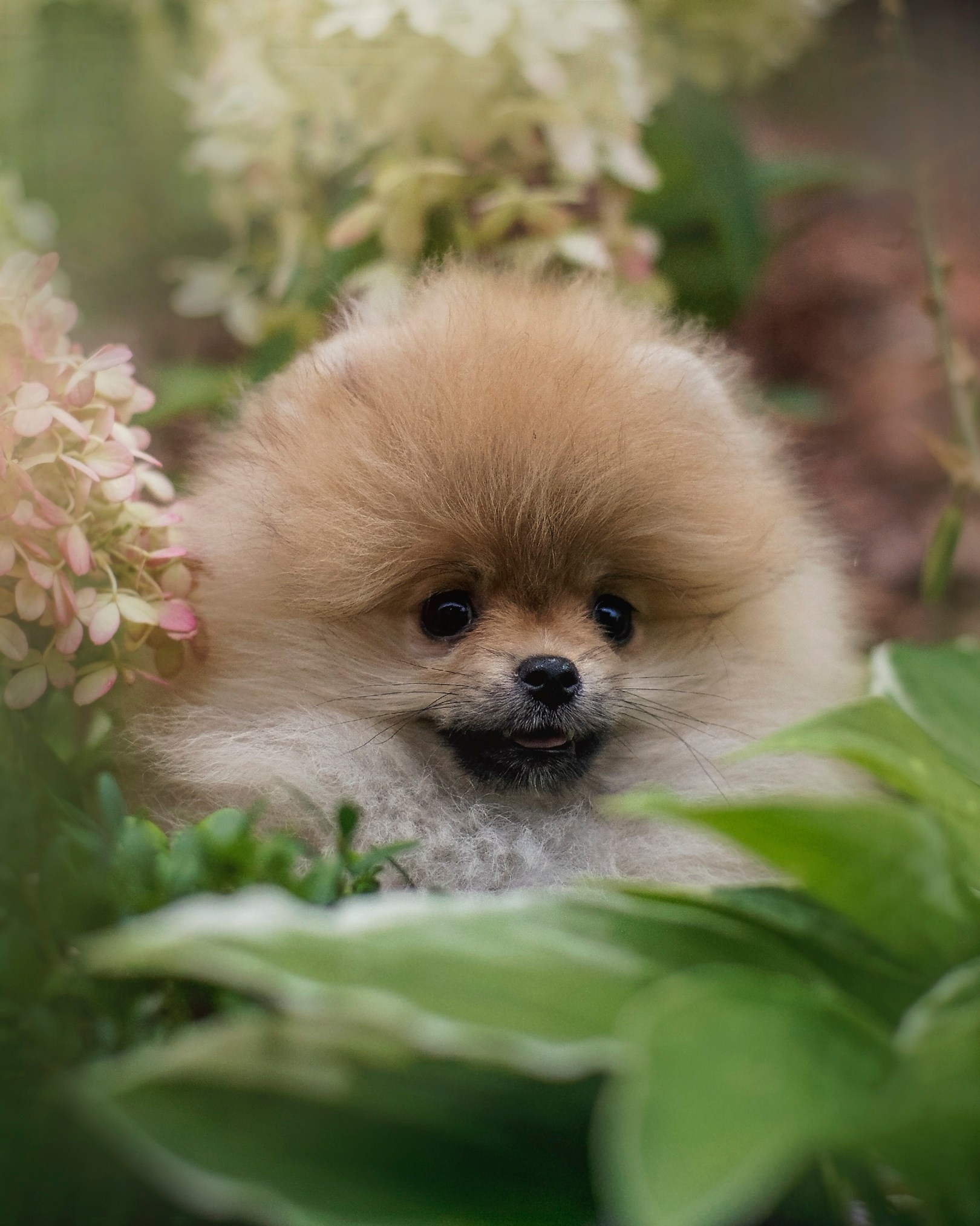 Собаки. Фотограф-анималист Нижний Новгород