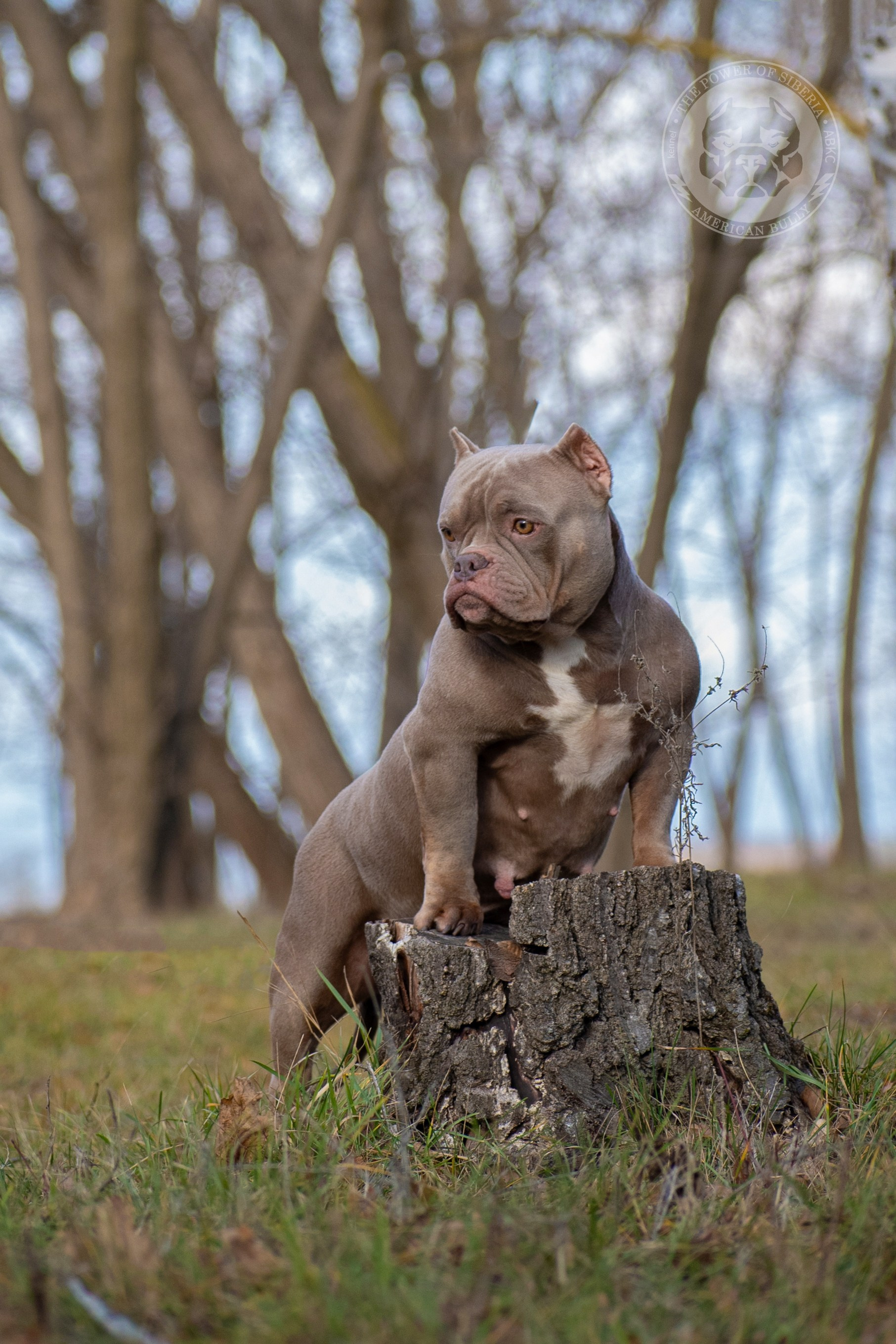 официальный питомник Американских булли в Тольятти