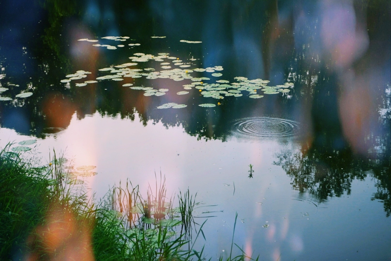 Настасья Проценко. Фотограф