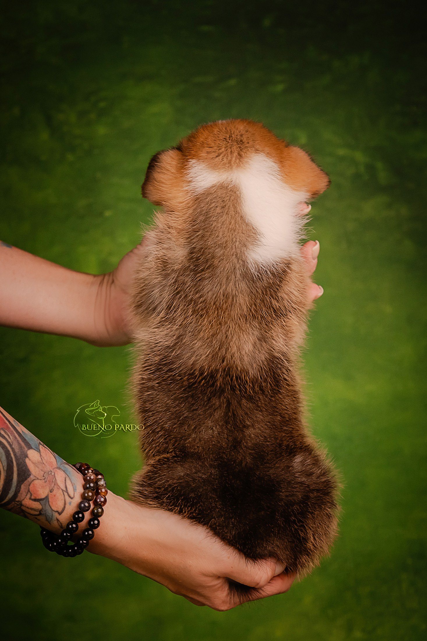 Щенки вельш корги пемброк из питомника. Питомник собак Акита, Хаски, Корги