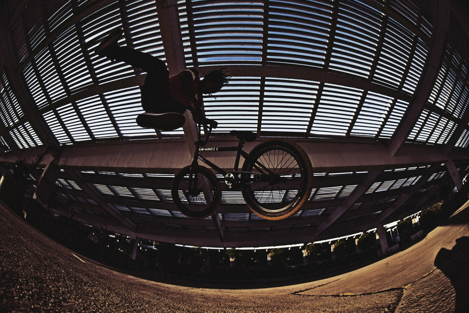 Random photo roulette. Bivol images