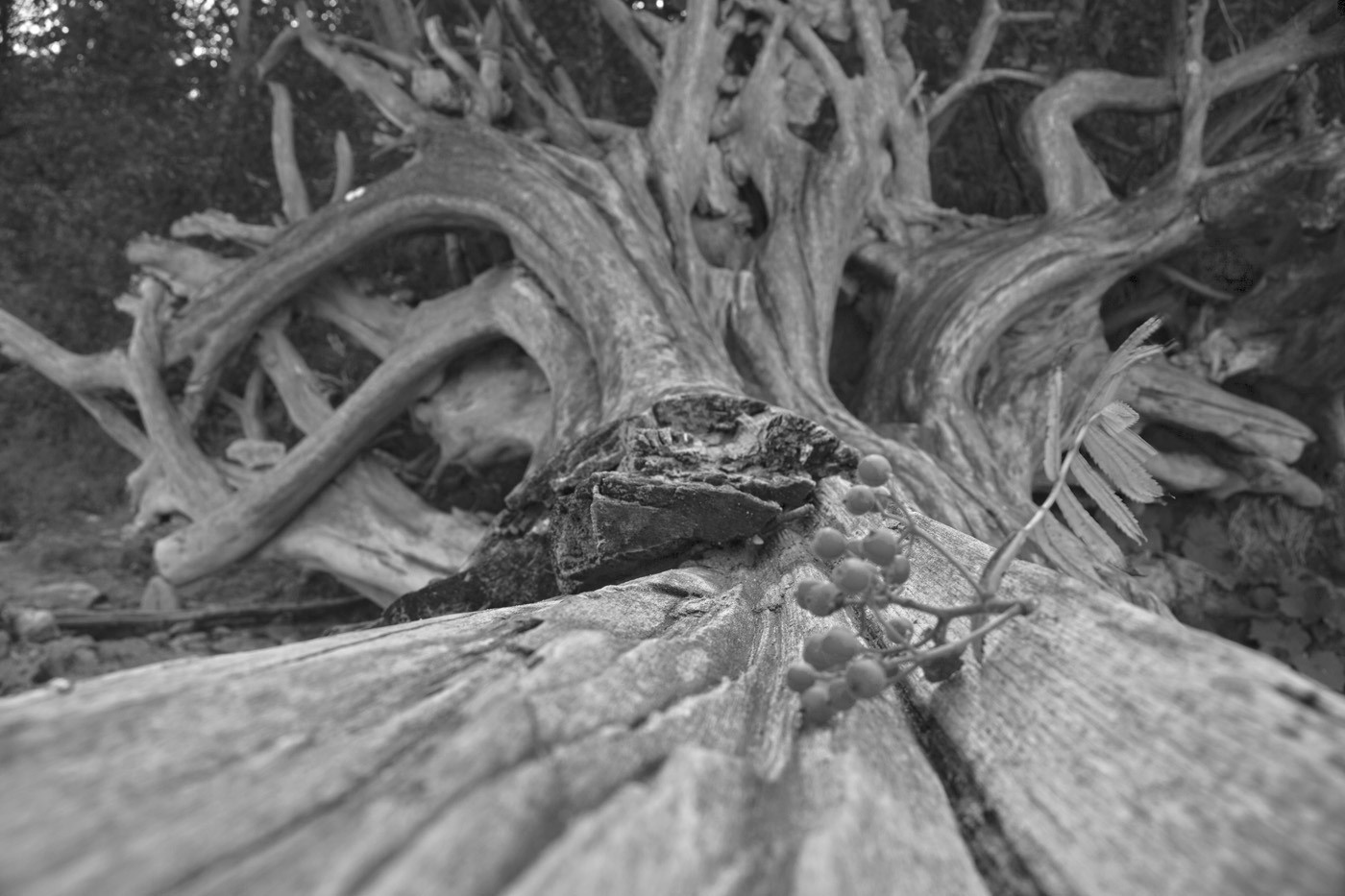 Истории. Фотограф на крестины