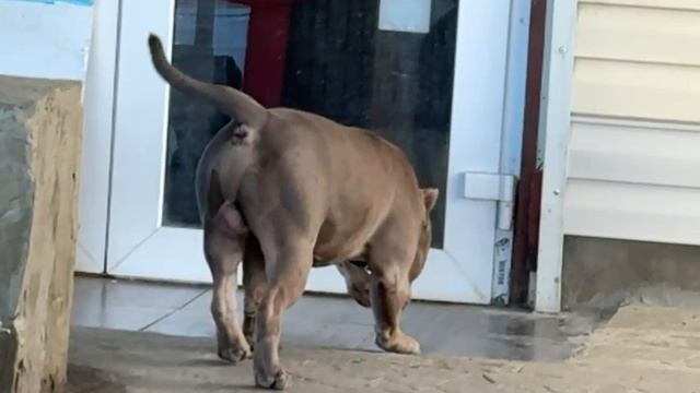 Булли стандарт кобель Локомотив. ПИТОМНИК СОБАК ПОРОДЫ АМЕРИКАНСКИЙ БУЛЛИ