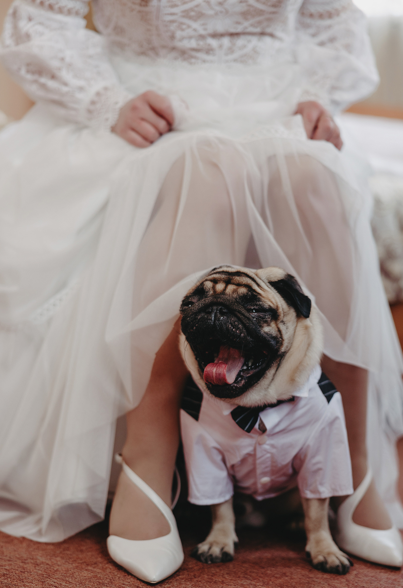 Владислав и Даниэлла. Свадебный фотограф и видеограф Дмитрий Горяченков