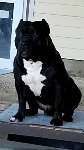 Булли покет кобель Вэл. ПИТОМНИК СОБАК ПОРОДЫ АМЕРИКАНСКИЙ БУЛЛИ