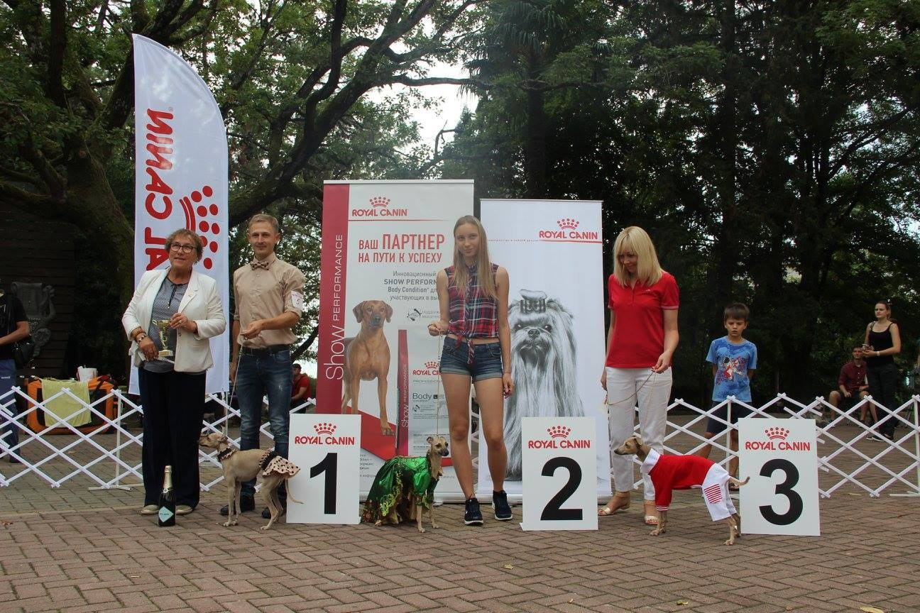 Организация монопородной выставки. Профессиональный питомник левреток РКФ/FCI ASTI SAPPHIRE 💎 Сочи|Санкт-Петербург