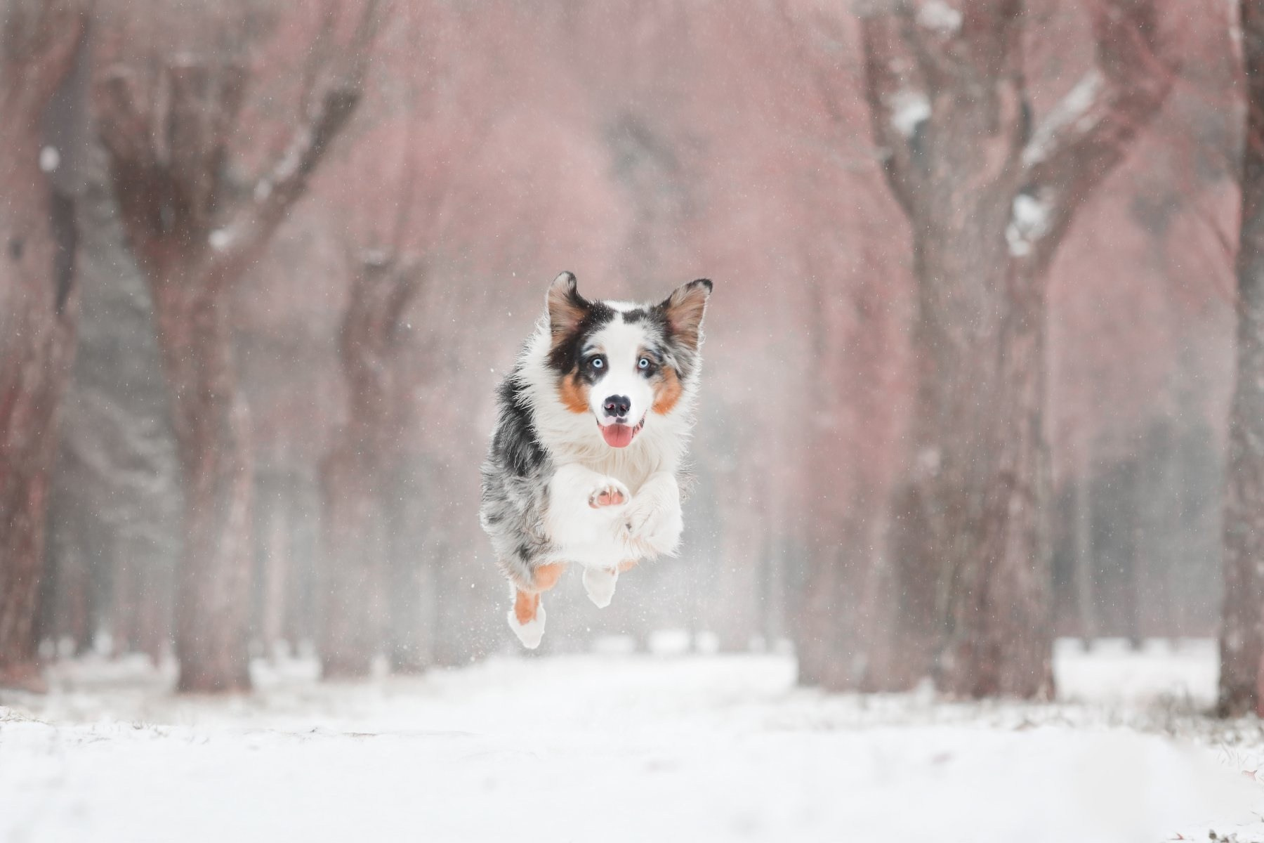 Обучение анималистической фотографии