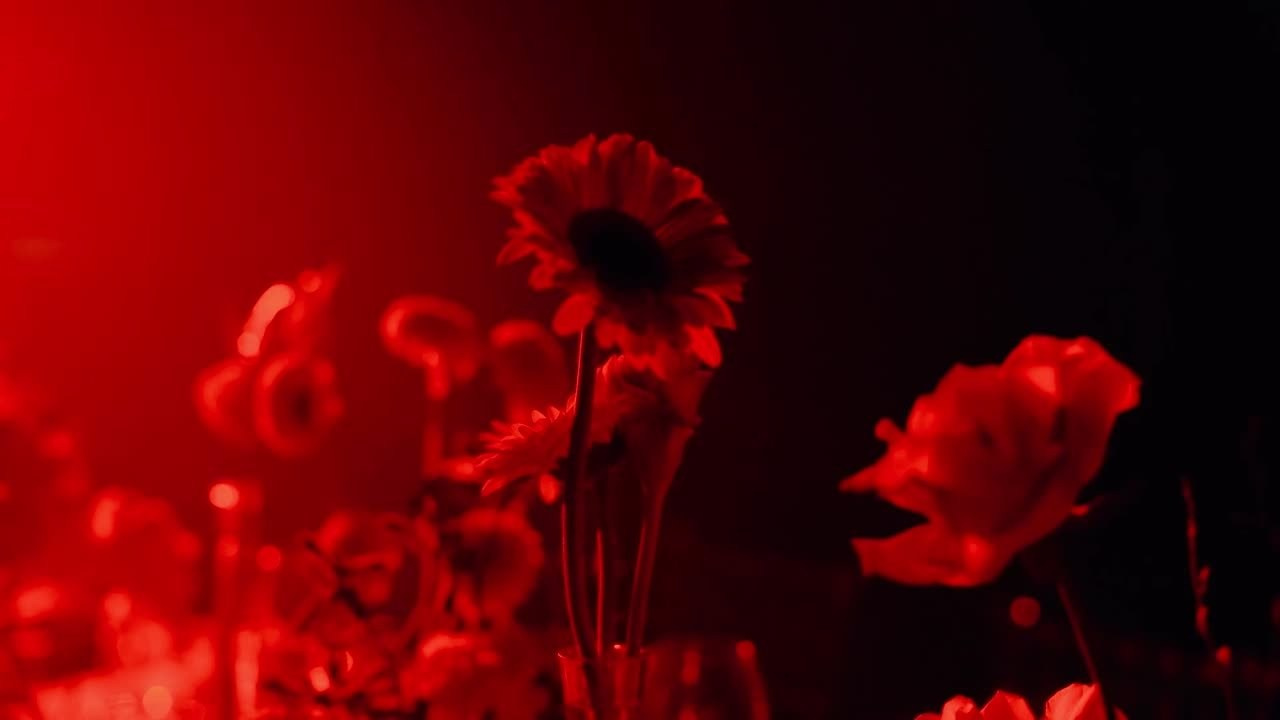 Wedding. Свадебный видеограф в Казахстане Асан Сейдазимов