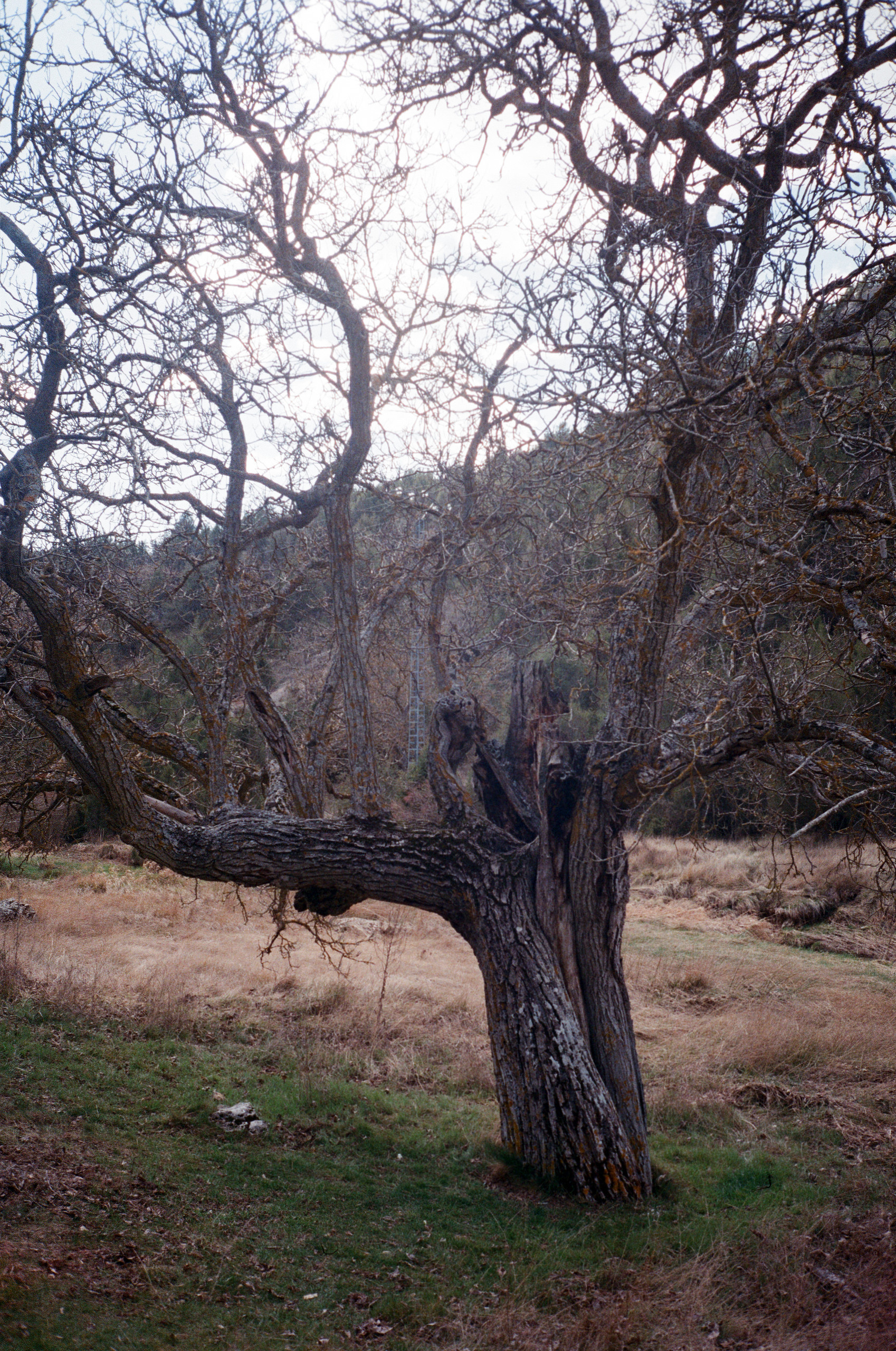 Надя Шумина