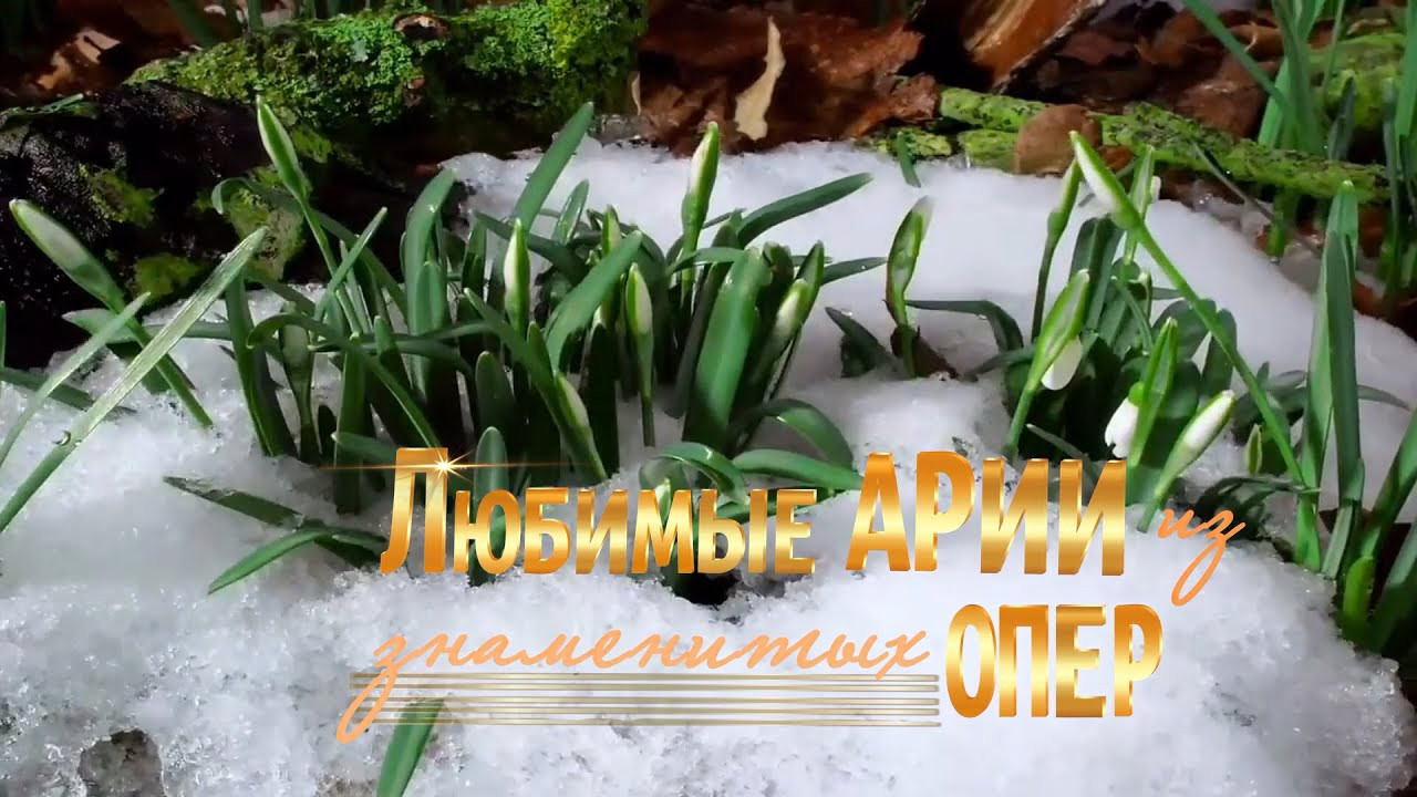 Любимые арии из знаменитых опер. Концерт. Дом Шрёдера