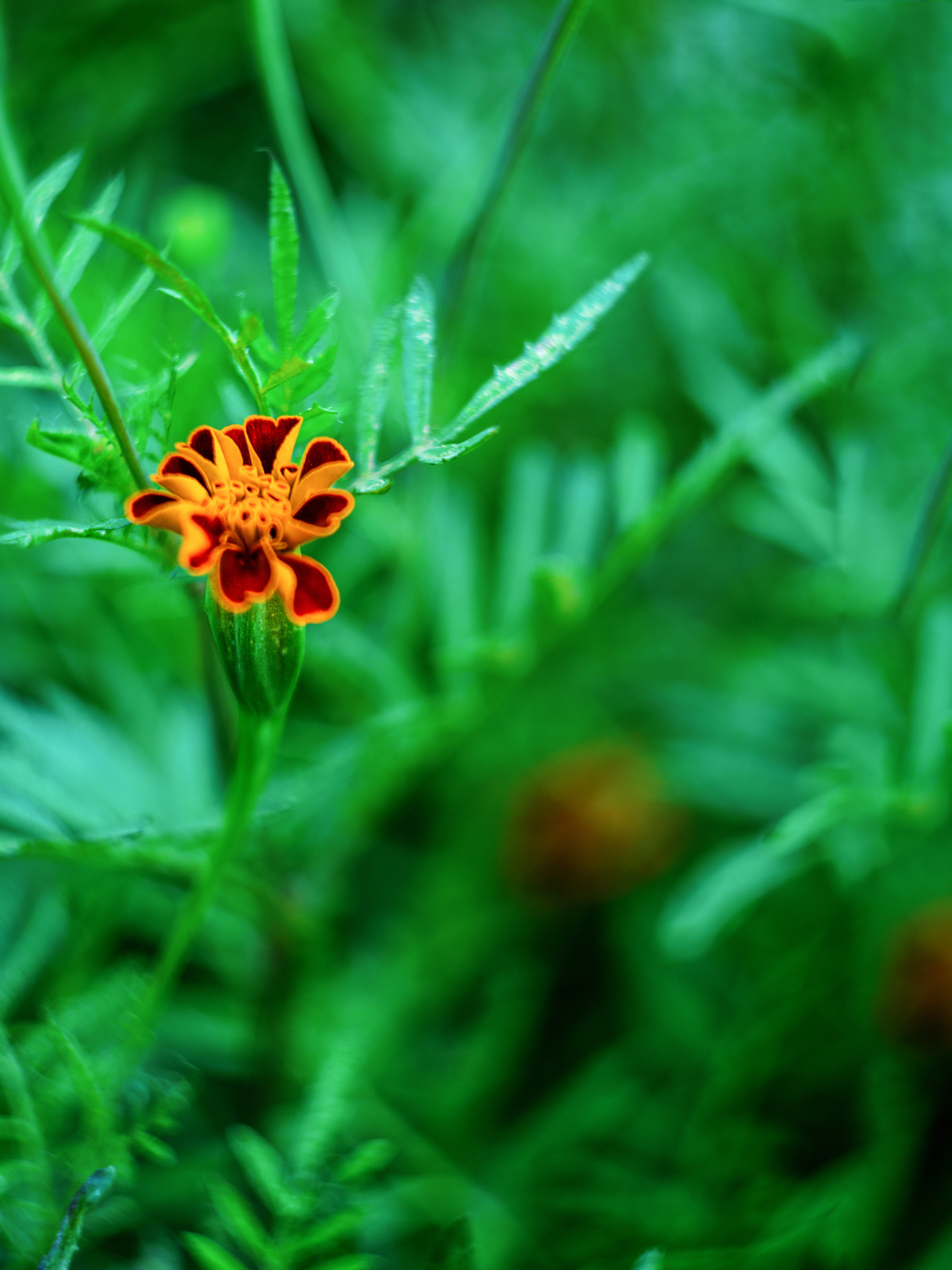 Бархатцы. Фотограф в Москве, Оксана Ребристая