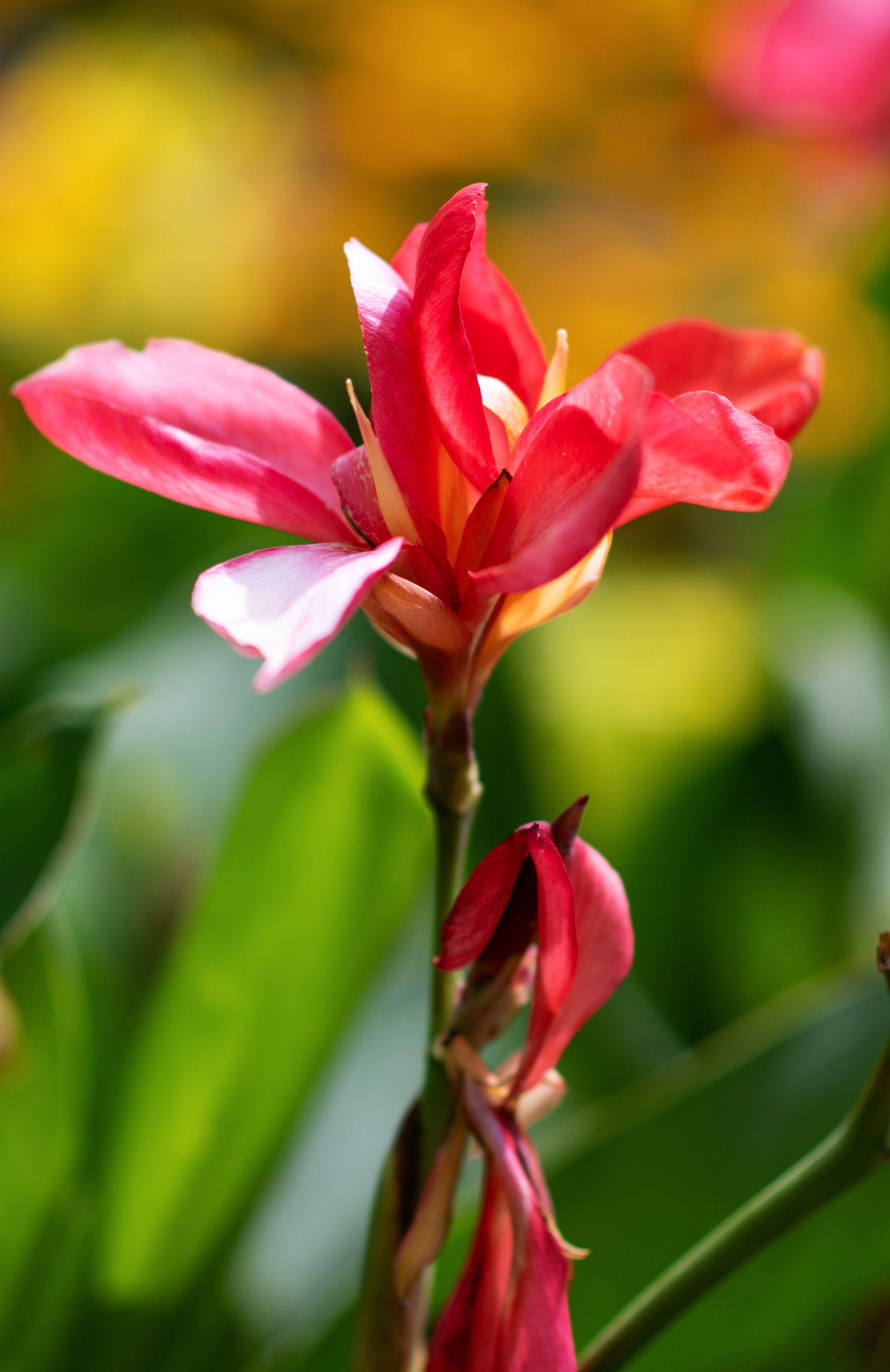Цветущий Севастополь. Приморский бульвар. Фотограф в Москве, Оксана Ребристая