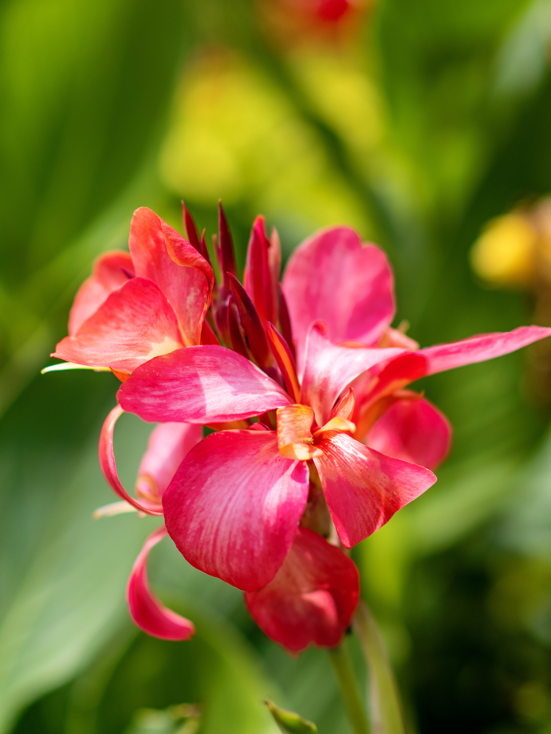 Цветущий Севастополь. Приморский бульвар. Фотограф в Москве, Оксана Ребристая
