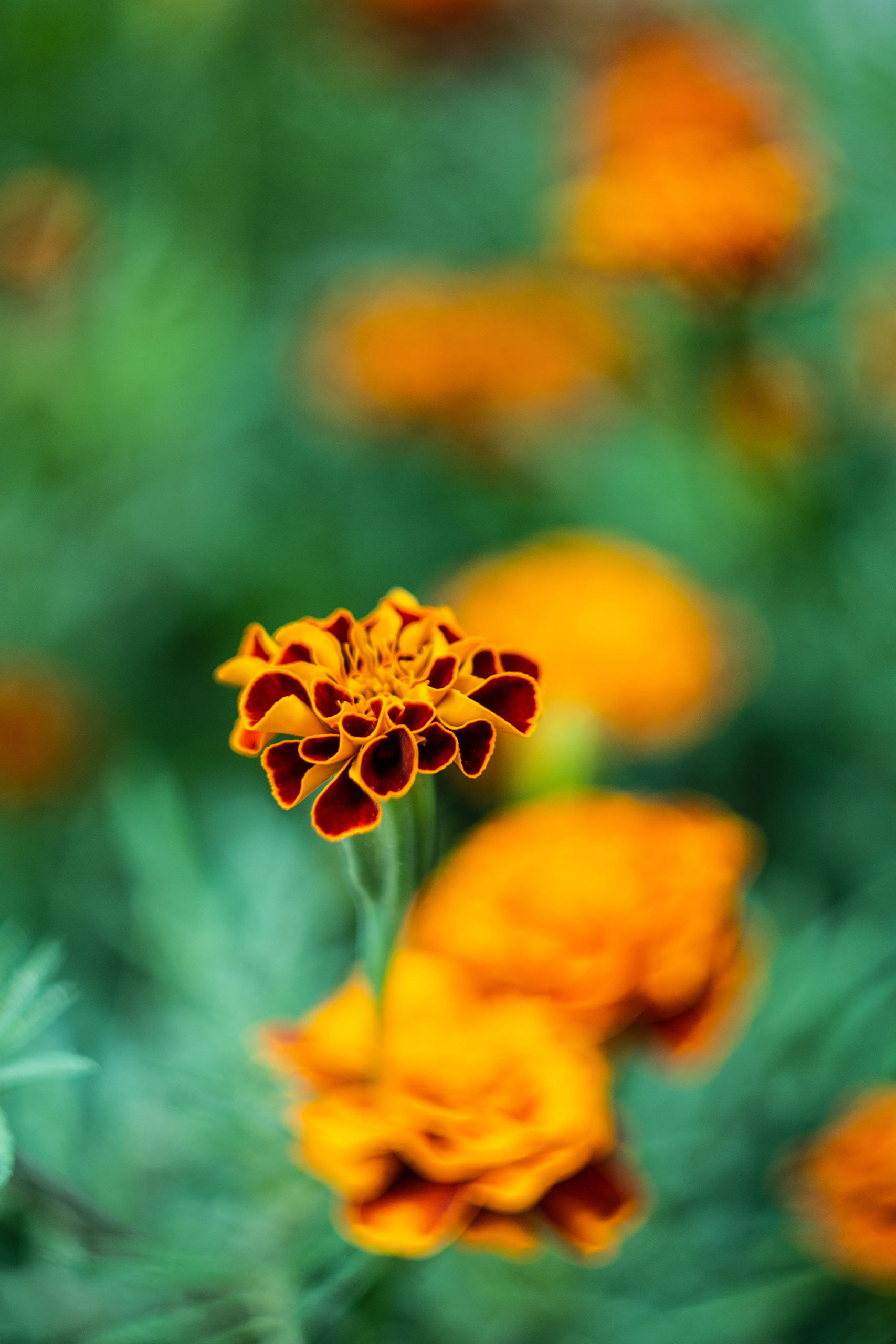 Бархатцы. Фотограф в Москве, Оксана Ребристая