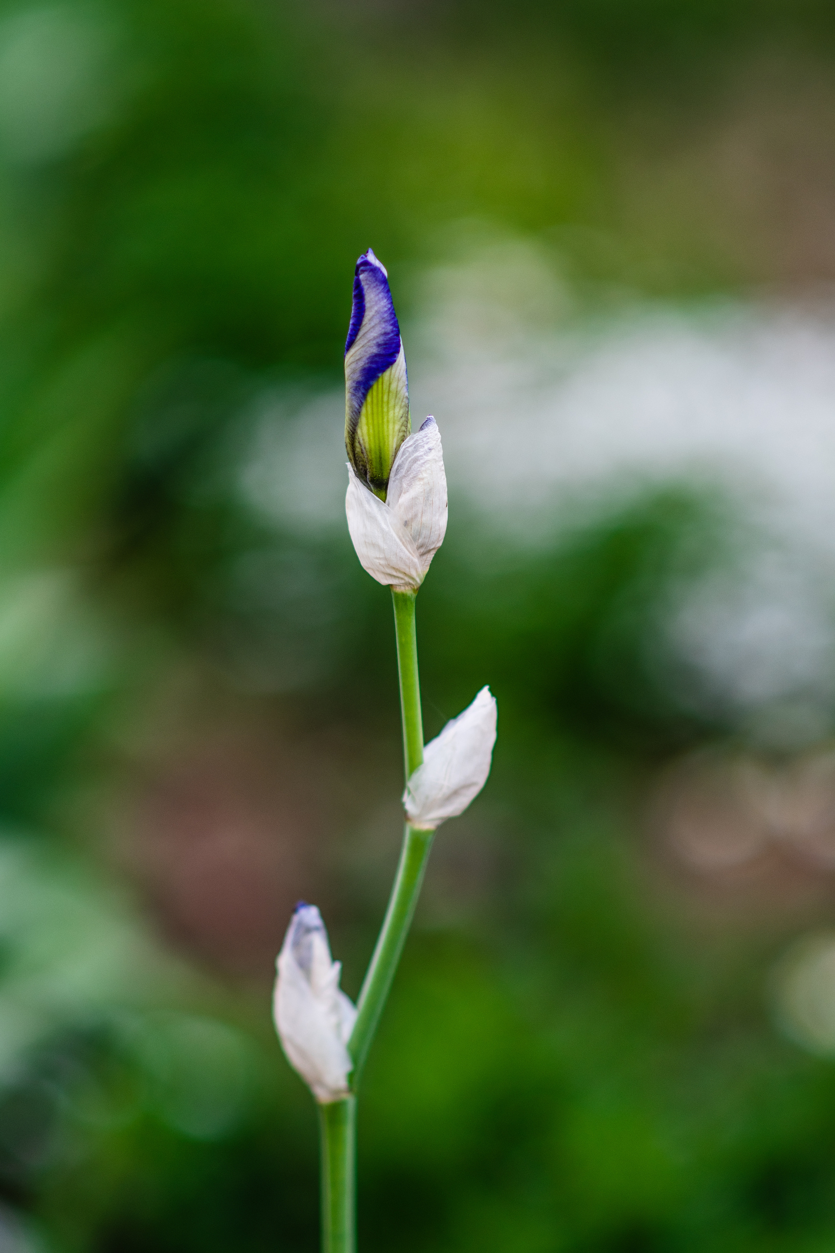 Весенняя фотосъёмка в Москве. Фотограф в Москве, Оксана Ребристая