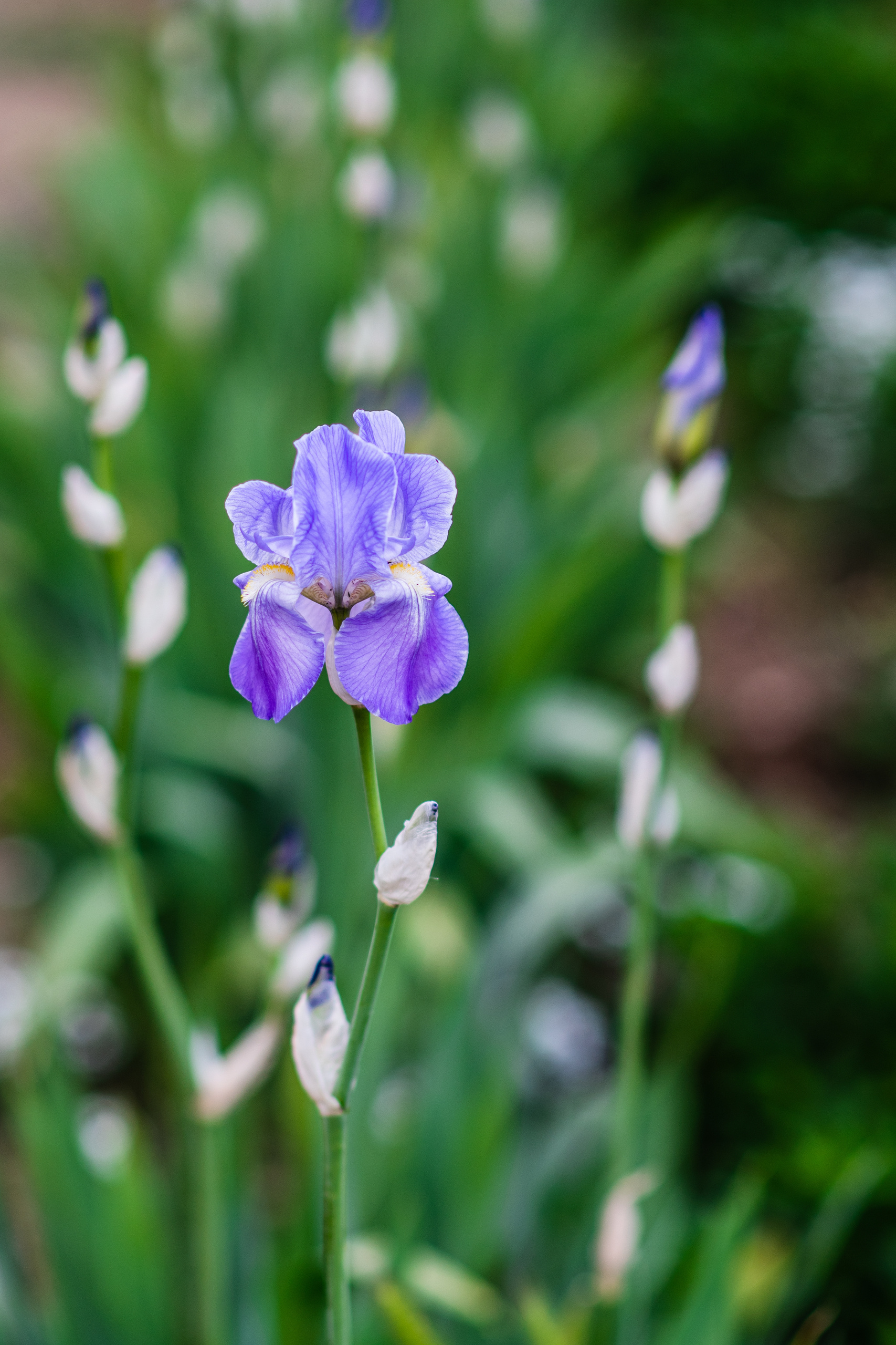 Весенняя фотосъёмка в Москве. Фотограф в Москве, Оксана Ребристая
