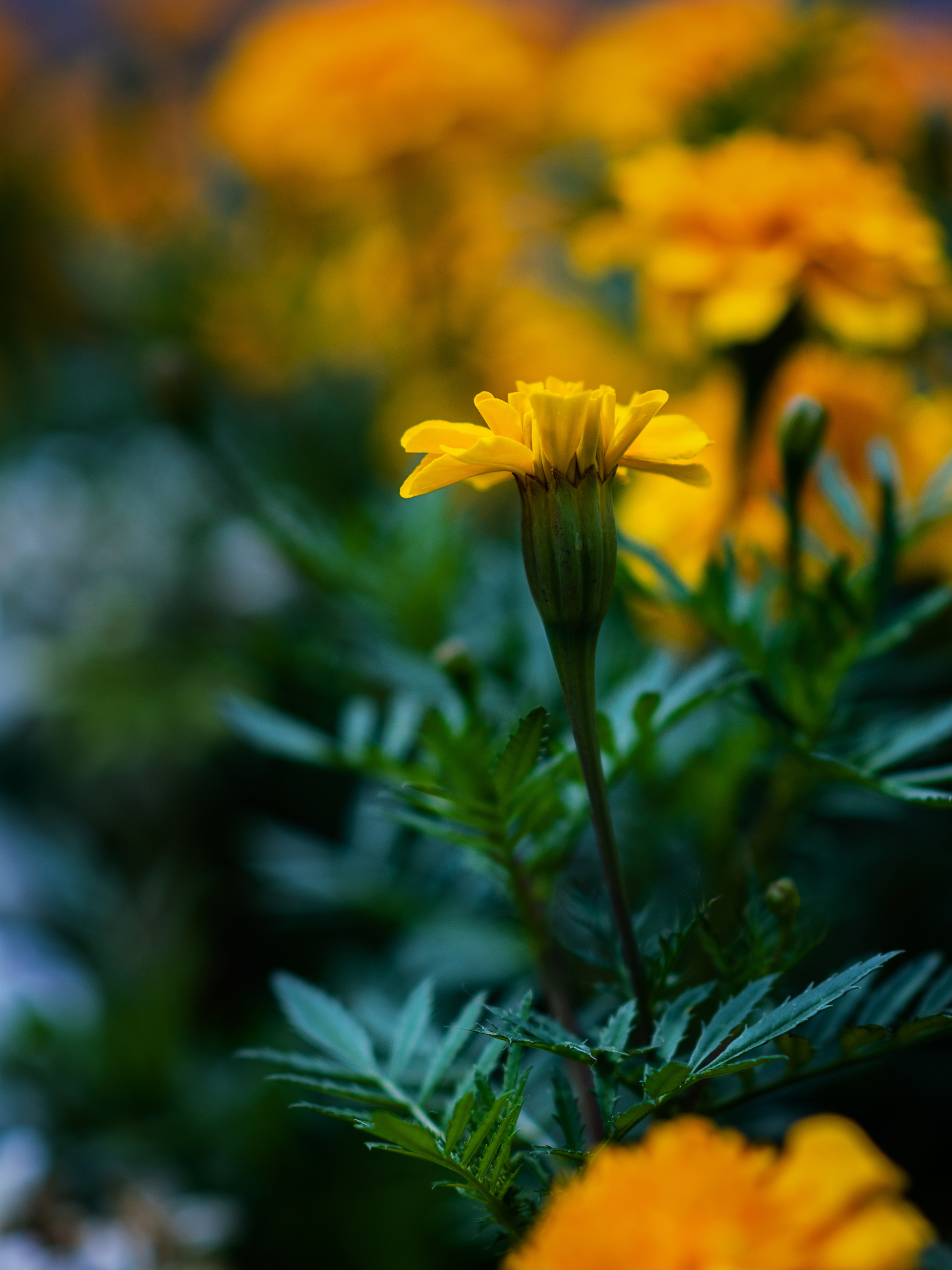 Цветущий Севастополь. Приморский бульвар. Фотограф в Москве, Оксана Ребристая