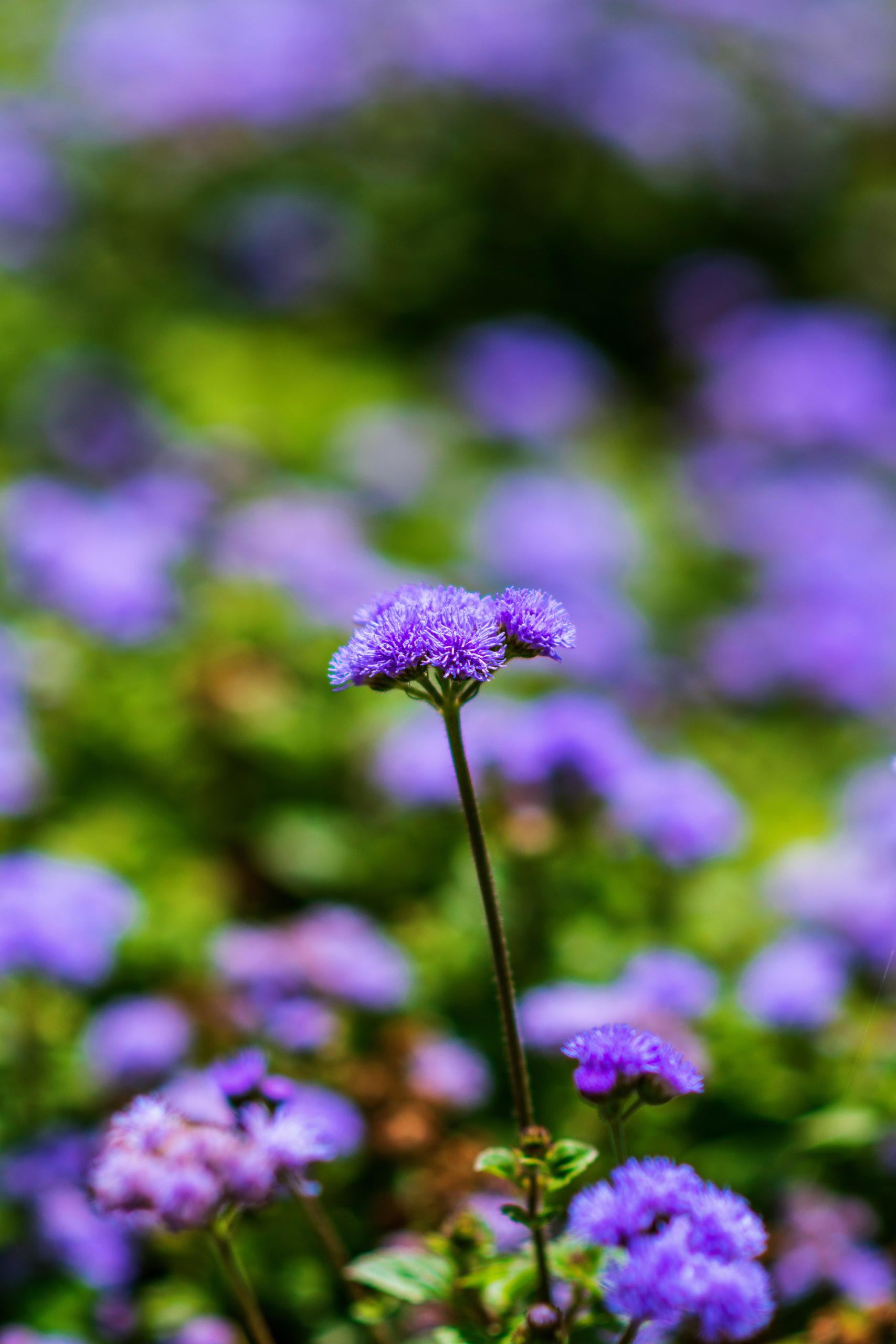 Цветущий Севастополь. Приморский бульвар. Фотограф в Москве, Оксана Ребристая