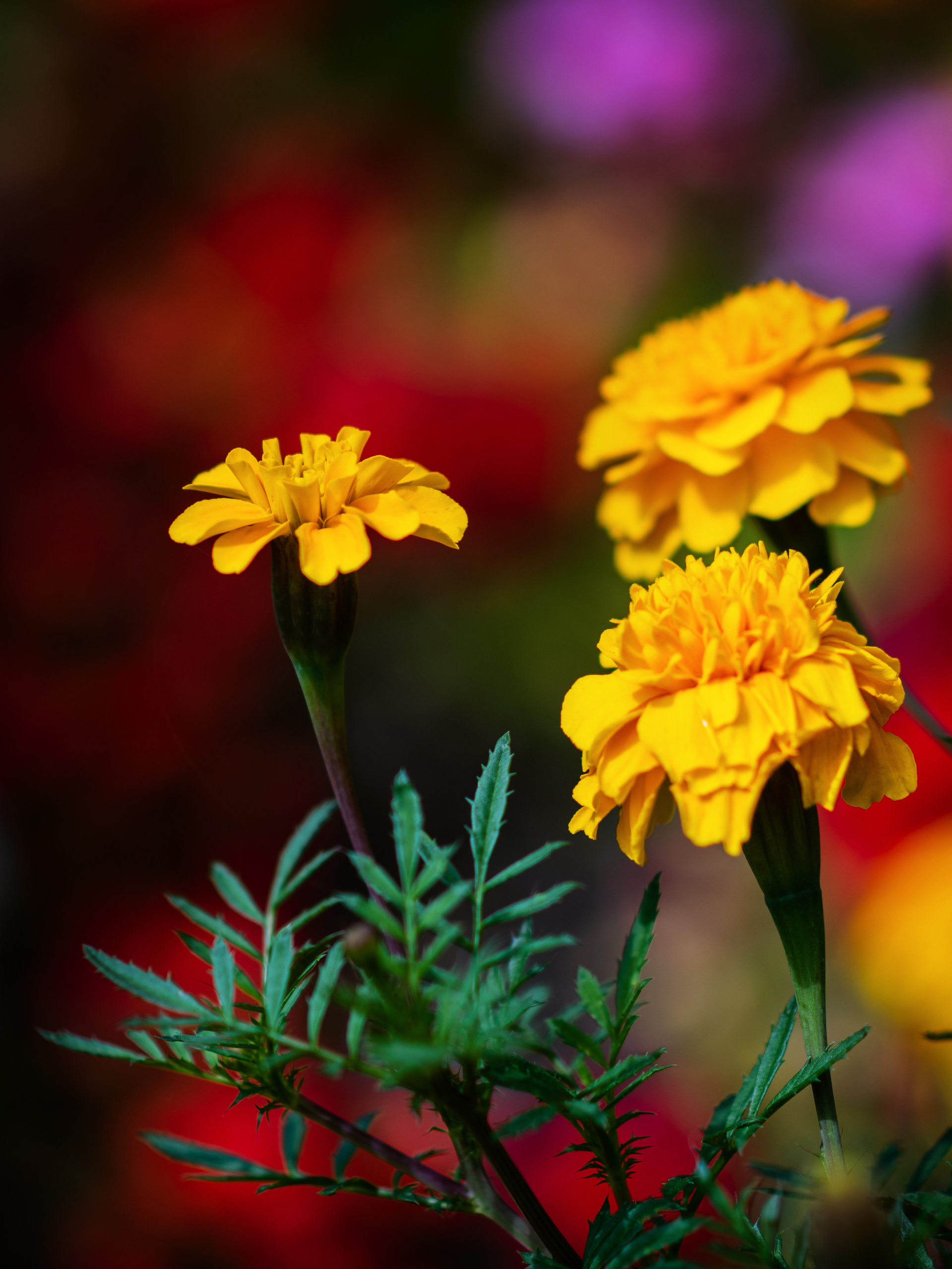 Цветущий Севастополь. Приморский бульвар. Фотограф в Москве, Оксана Ребристая