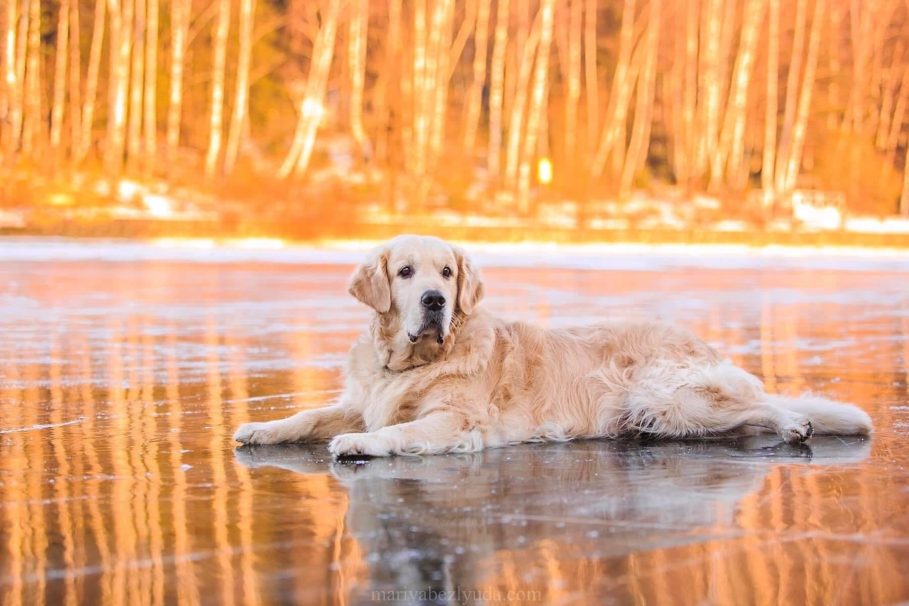 Фотосессии собак, анималистика, фотограф-анималист, анималист. Семейный и детский фотограф в Москве Мария Быкова