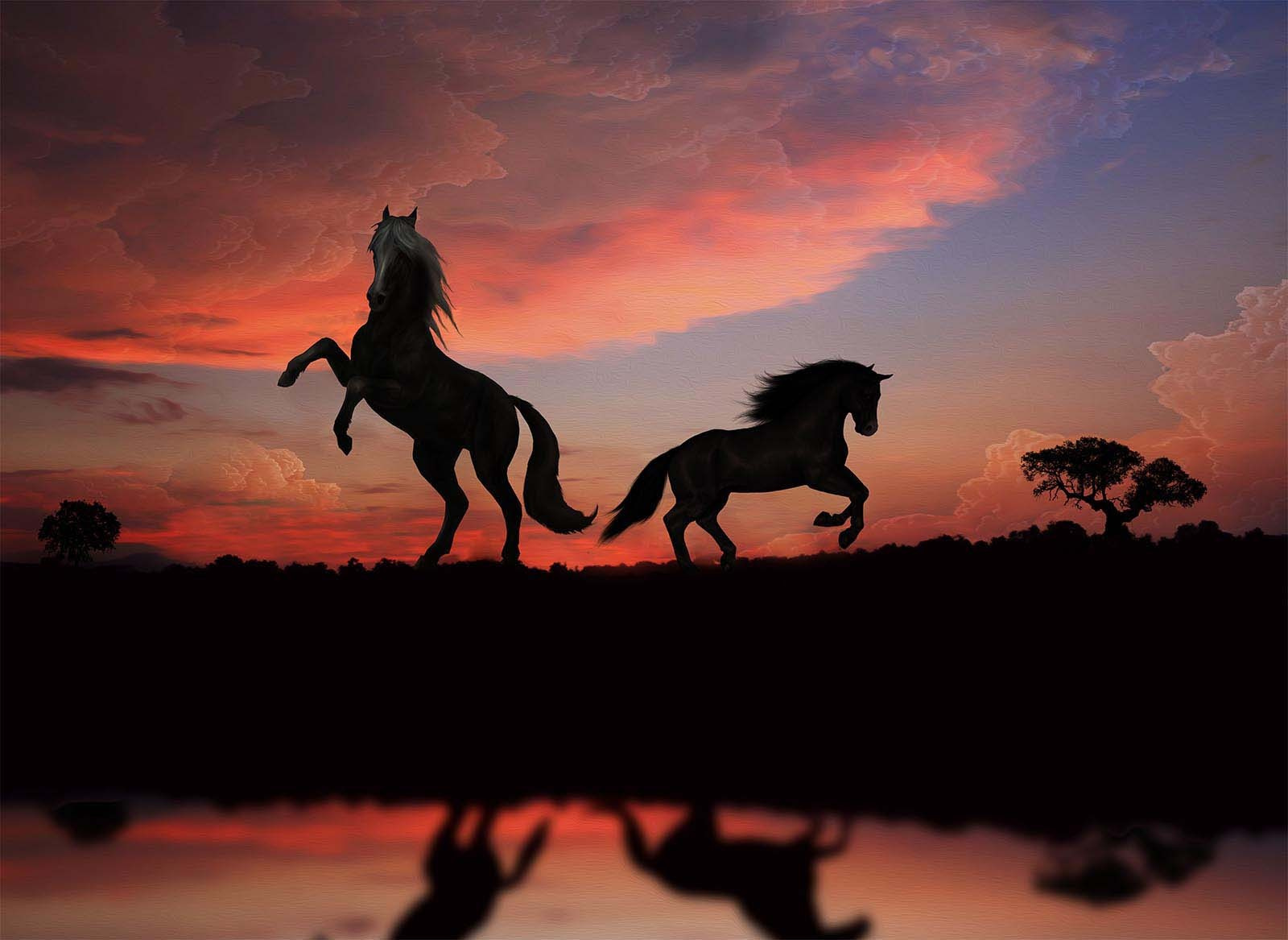 How to buy a horse. Liana Antanovich | Equestrian Strategies