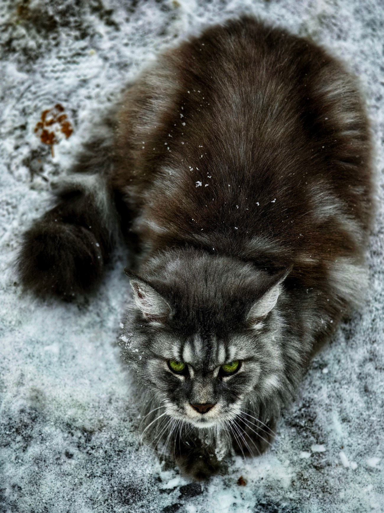 Пушистый мейн-кун с зелёными глазами лежит на снегу