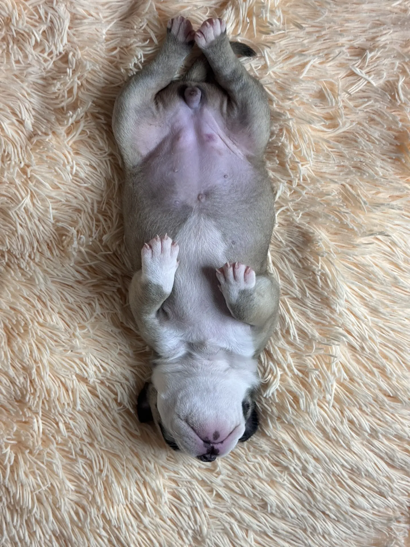 Свободные щенки Американский Булли стандарт и Свободные щенки Американский Булли классик. Американский Булли в г. Ростов-на-Дону. Питомник THE POWER OF SIBERIA