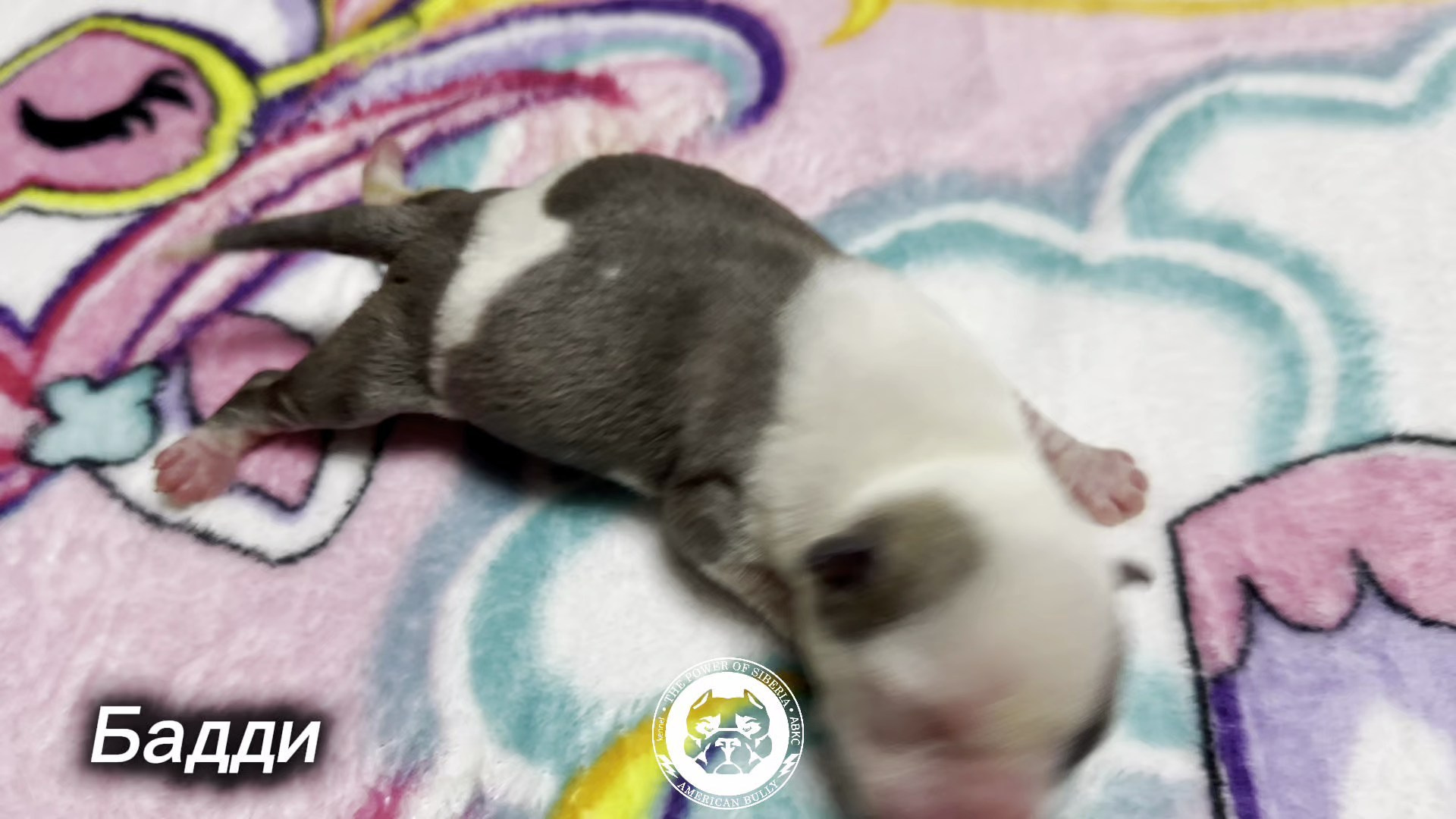 Все свободные щенки. Американский Булли в г. Ростов-на-Дону. Питомник THE POWER OF SIBERIA