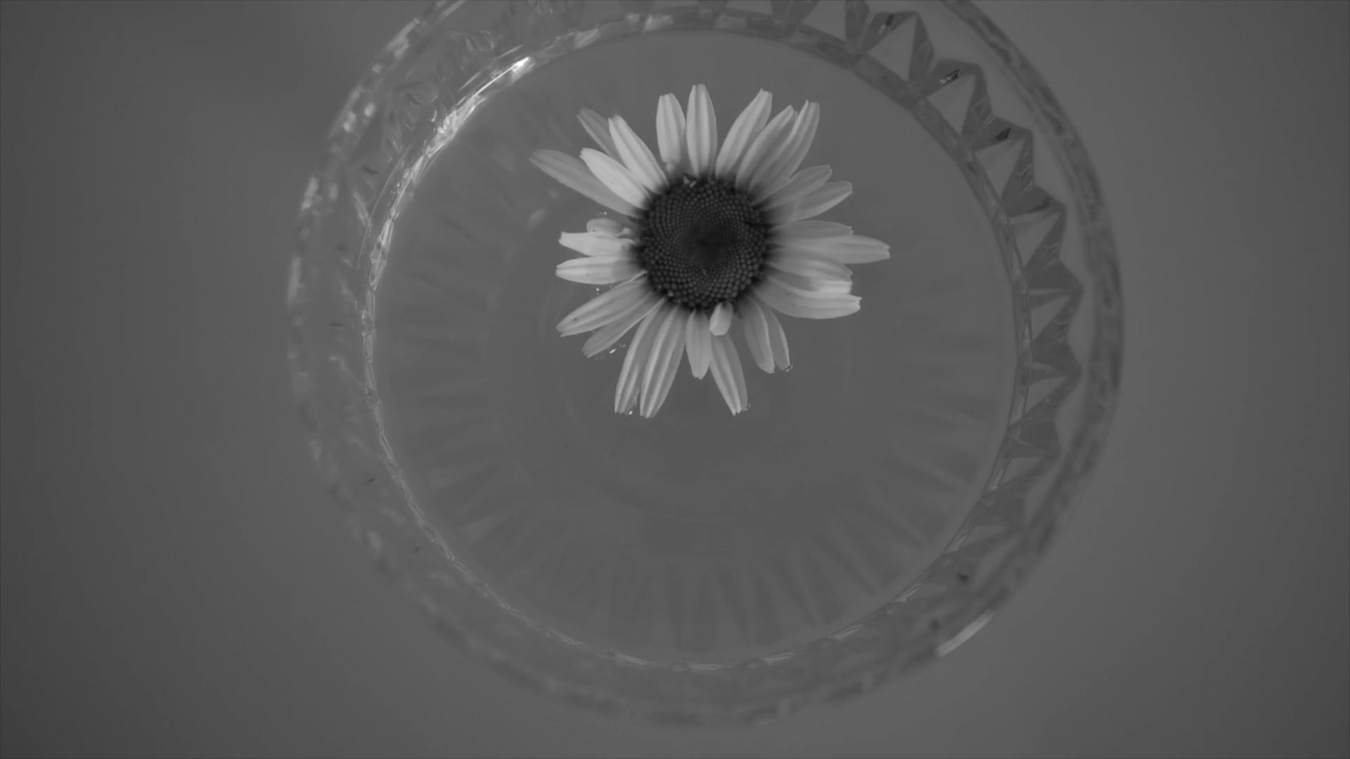 ABOUT. Finogenov Video