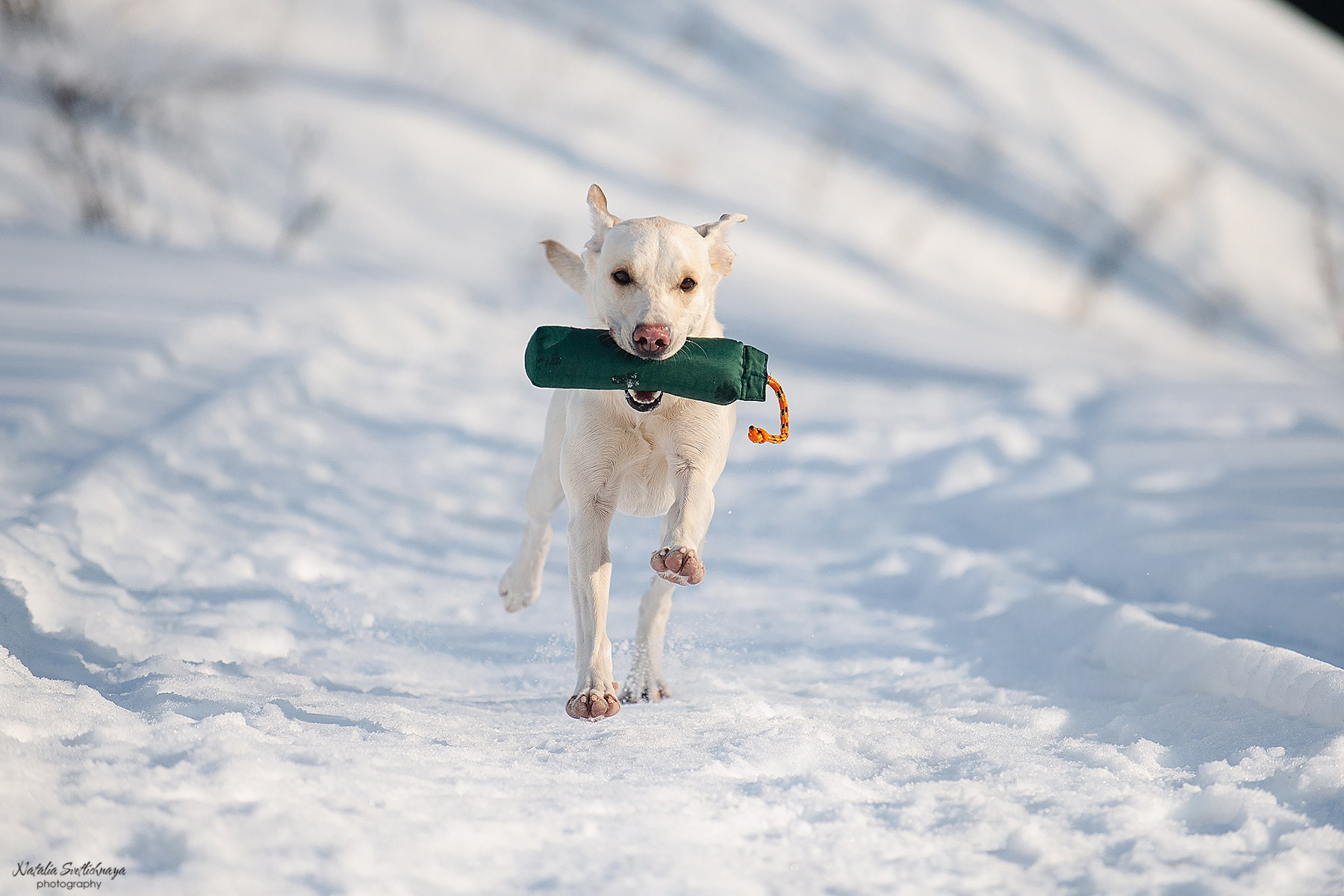 Тренировочный ВТ Школы Шмеля 02 марта 2024. Фотограф-анималист Наталья Светличная