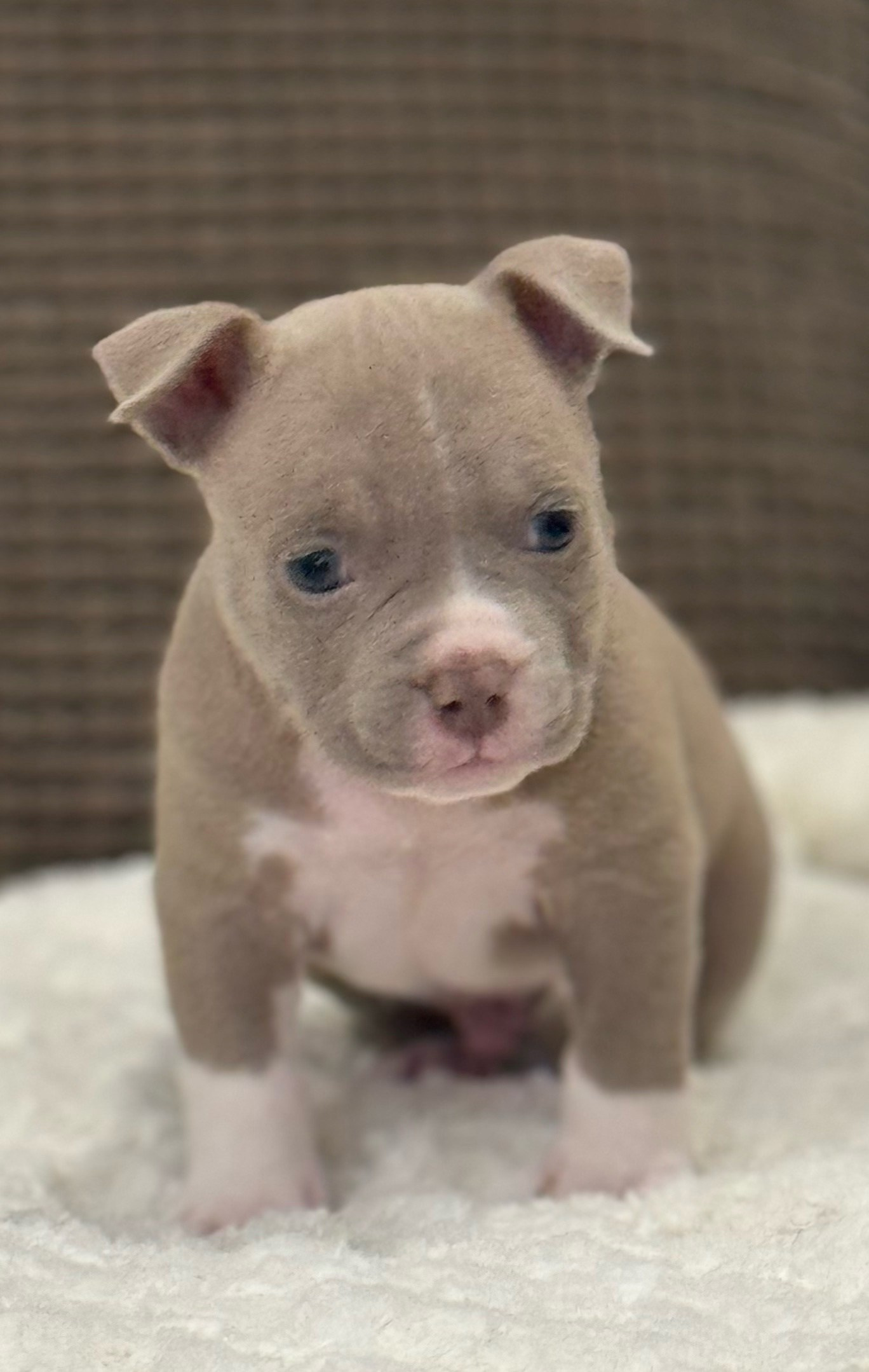 купить щенка Американский Булли в Хабаровске