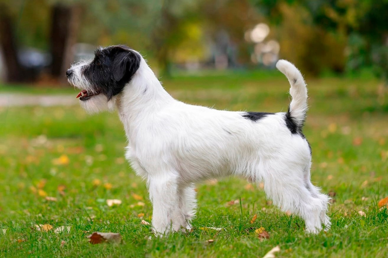 Щенки джек рассел терьера, питомник РКФ, питомник джек рассел терьеров, питомник Порт Фортис, kennel PORT FORTIS