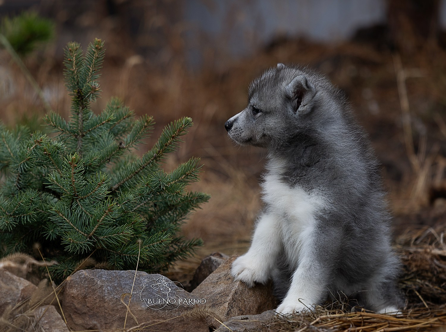 Щенки сибирского хаски из питомника. Питомник собак Акита, Хаски, Корги
