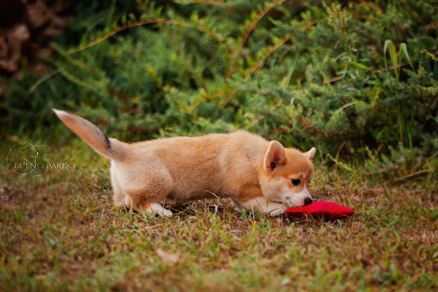 Щенки вельш корги пемброк из питомника. Питомник собак Акита, Хаски, Корги