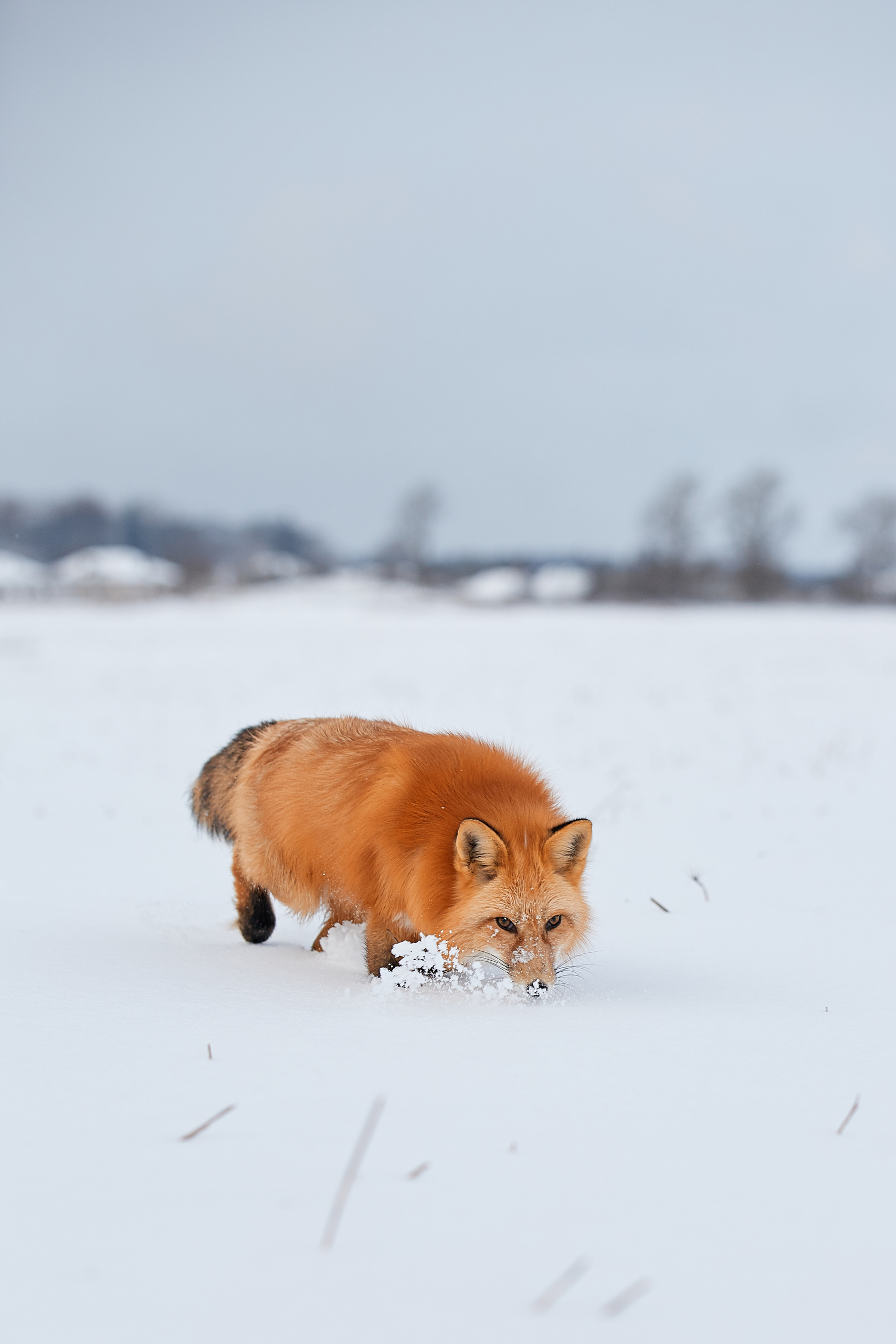 Выбор редакции на сайте National Geographic Россия. ФОТОГРАФ-АНИМАЛИСТ l LANA POLYAKOVA