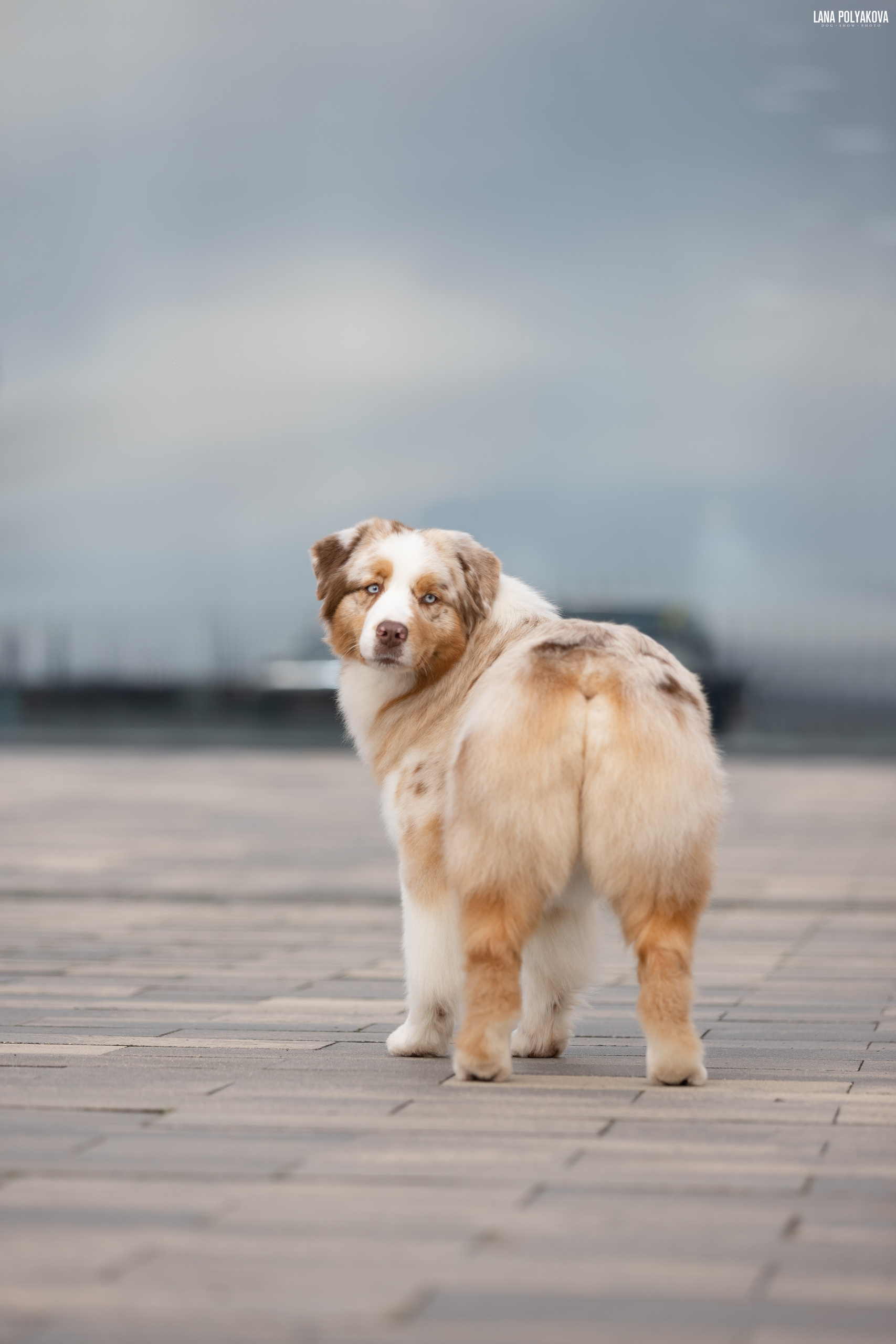 БИОГРАФИЯ. ФОТОГРАФ-АНИМАЛИСТ l LANA POLYAKOVA