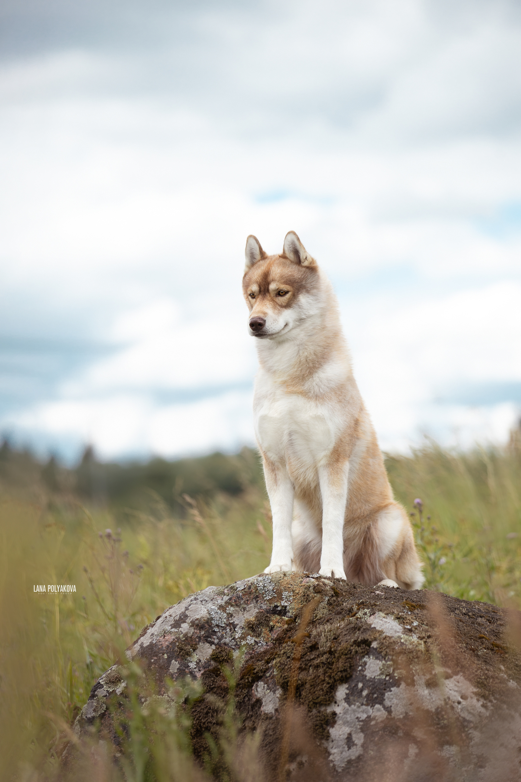БИОГРАФИЯ. ФОТОГРАФ-АНИМАЛИСТ l LANA POLYAKOVA