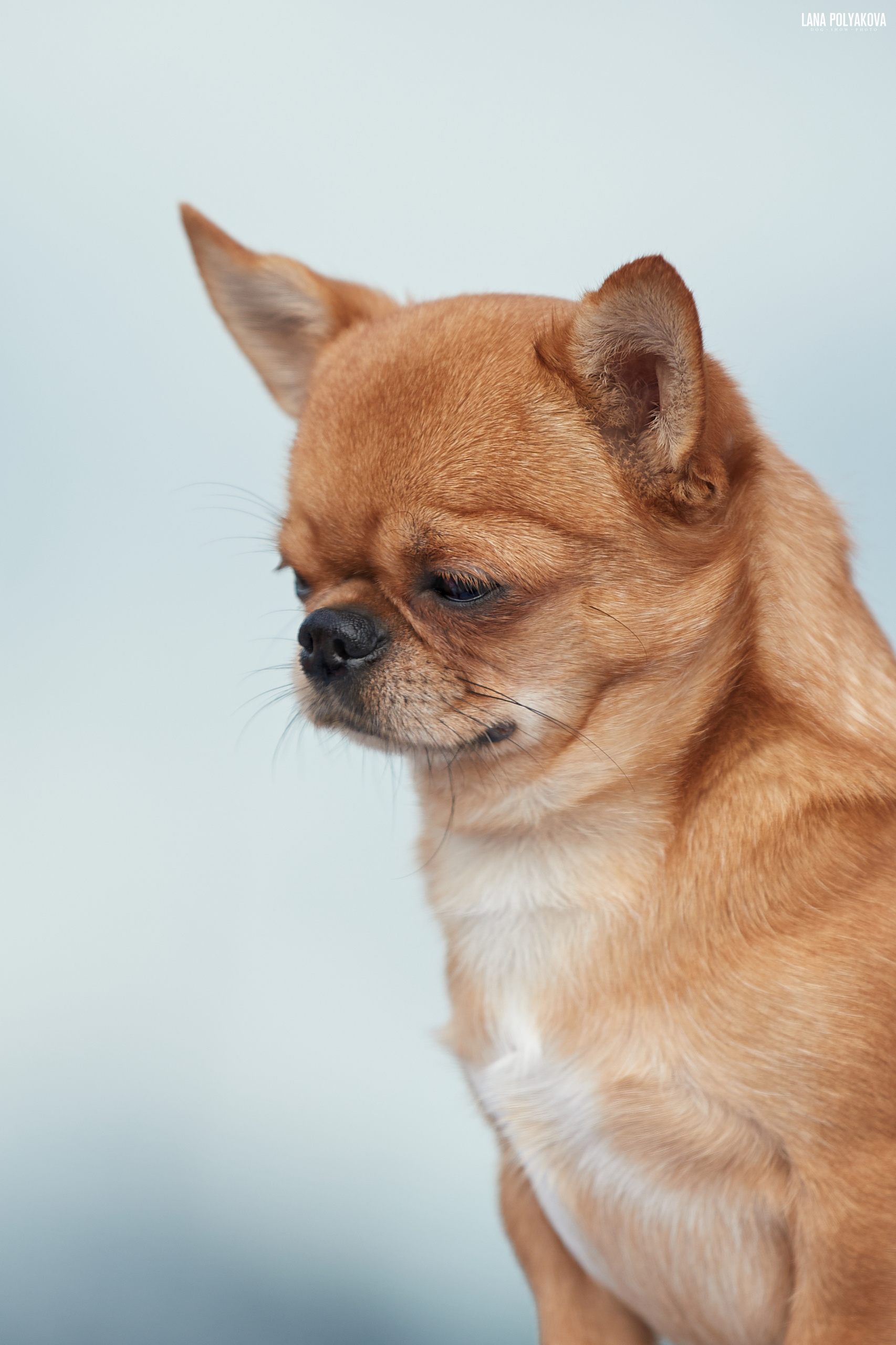 БИОГРАФИЯ. ФОТОГРАФ-АНИМАЛИСТ l LANA POLYAKOVA